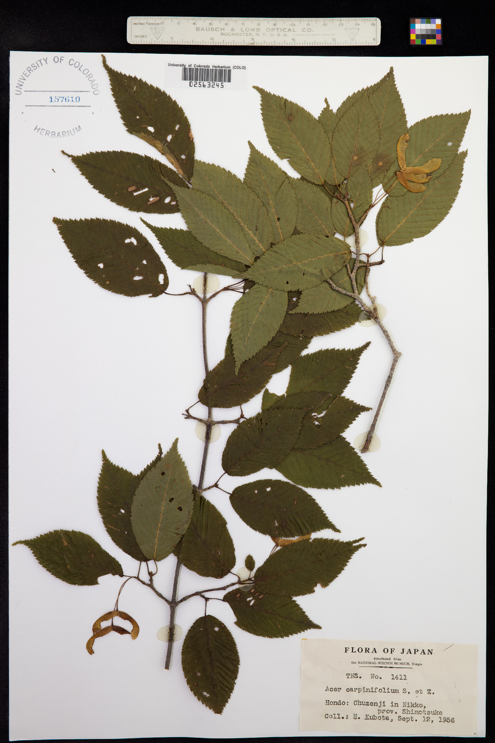 Acer carpinifolium image