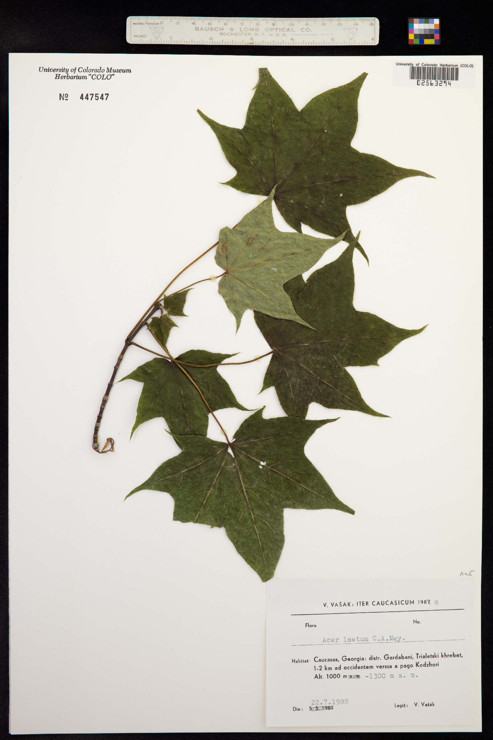 Acer cappadocicum subsp. cappadocicum image