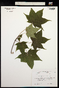 Acer cappadocicum image