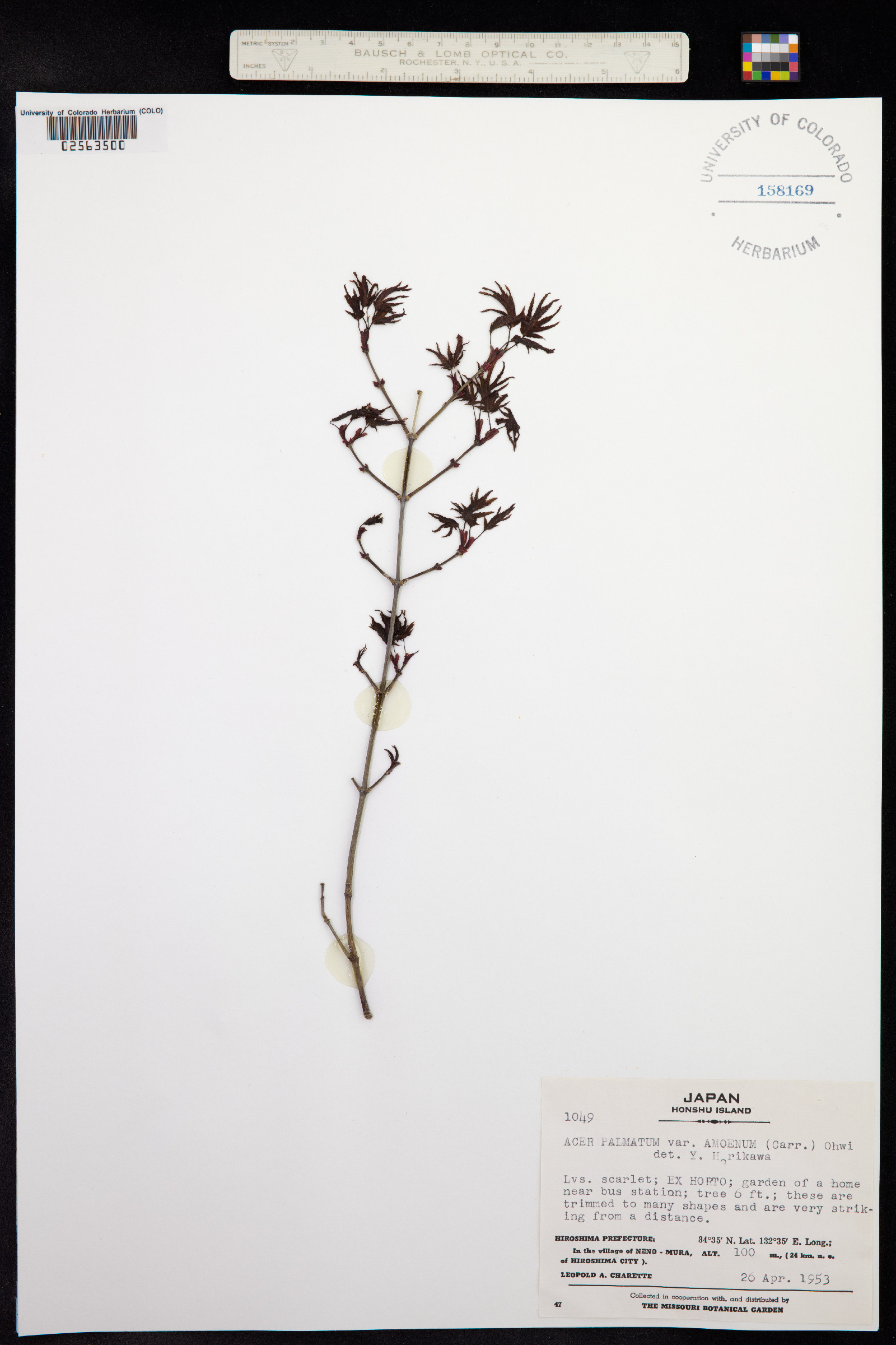 Acer palmatum image