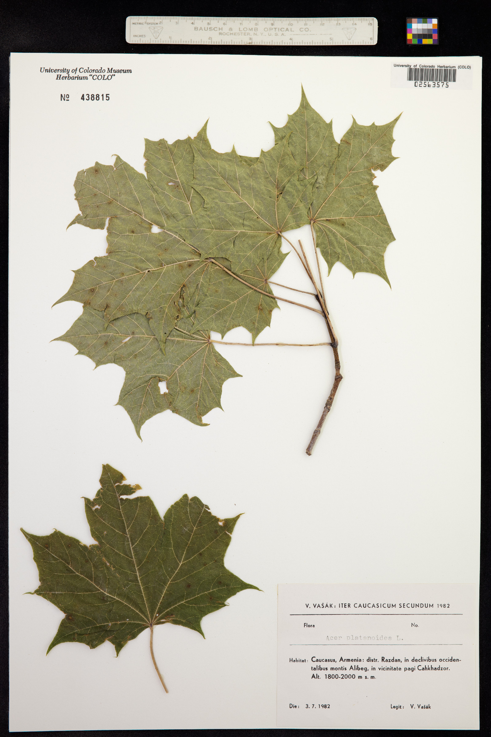 Acer platanoides image