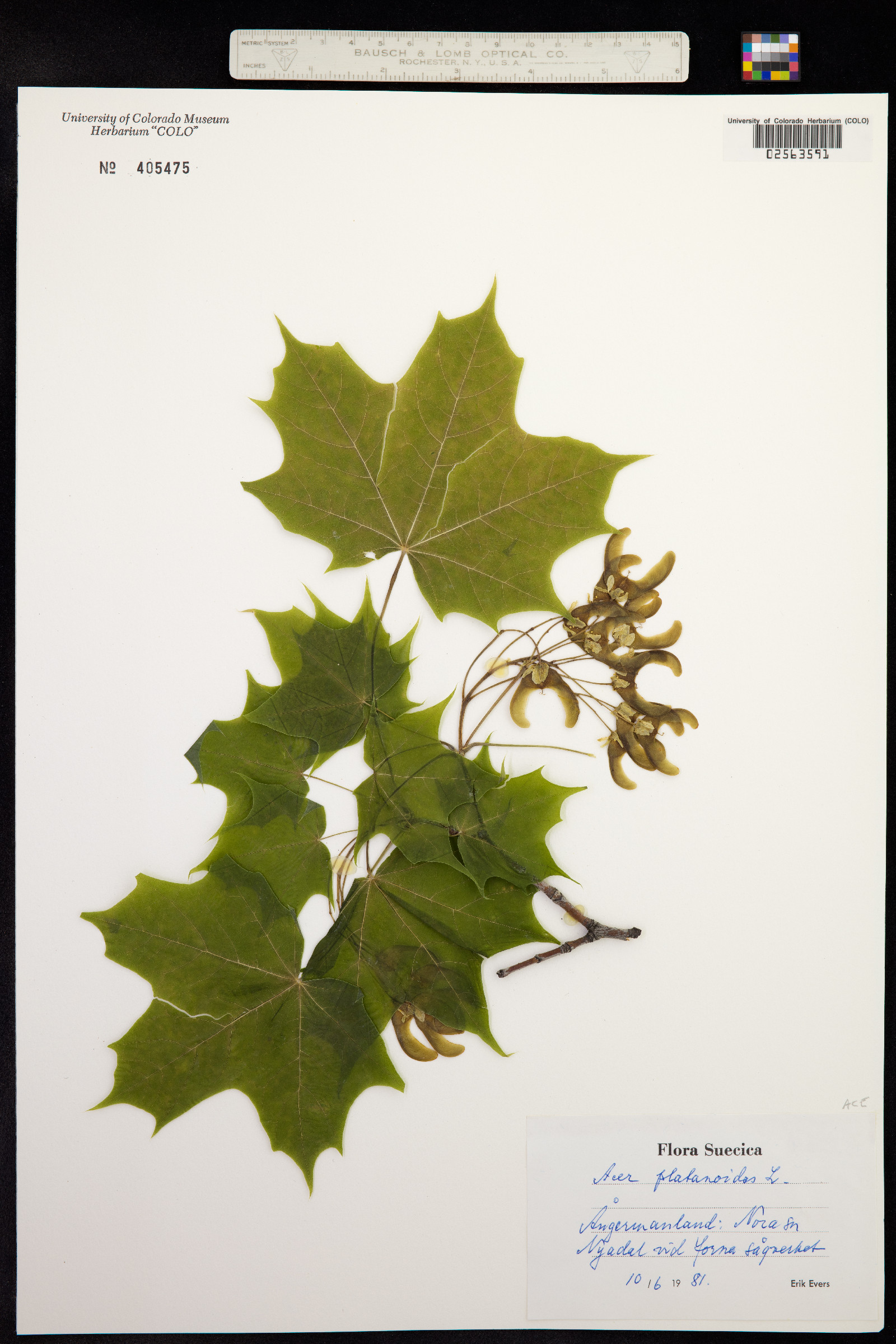 Acer platanoides image