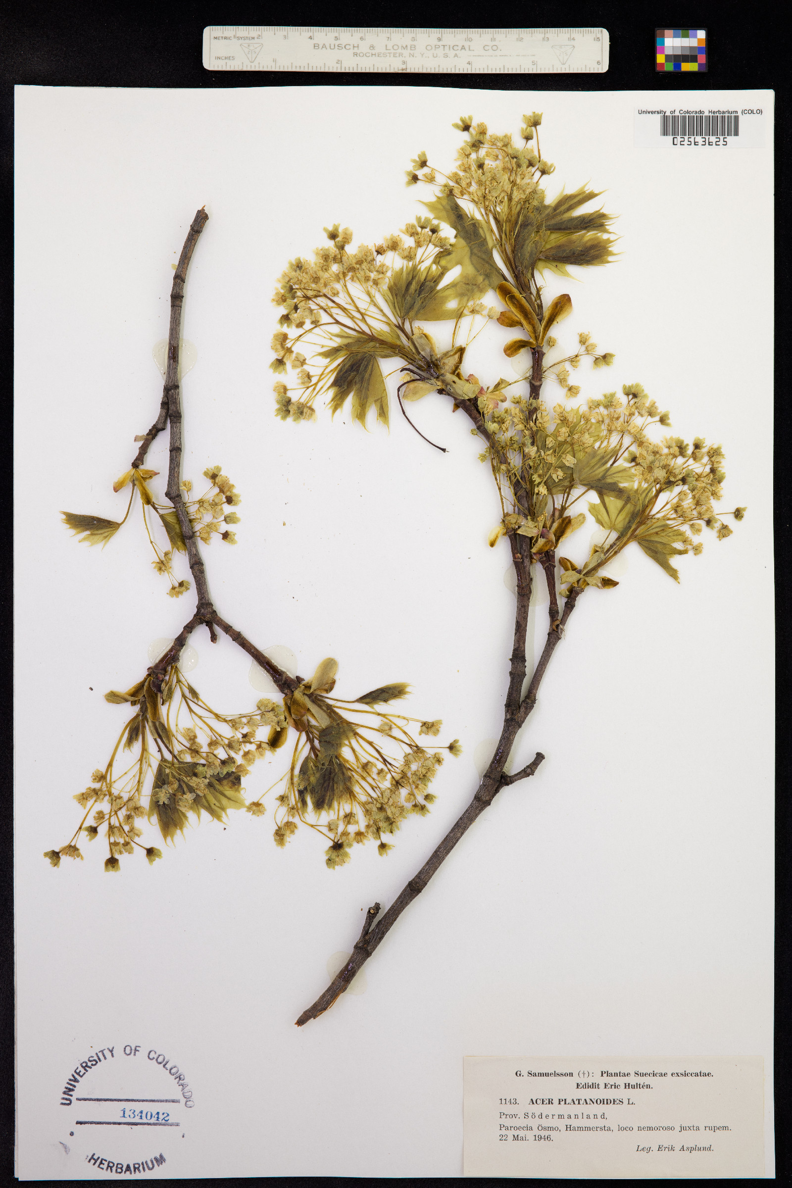 Acer platanoides image