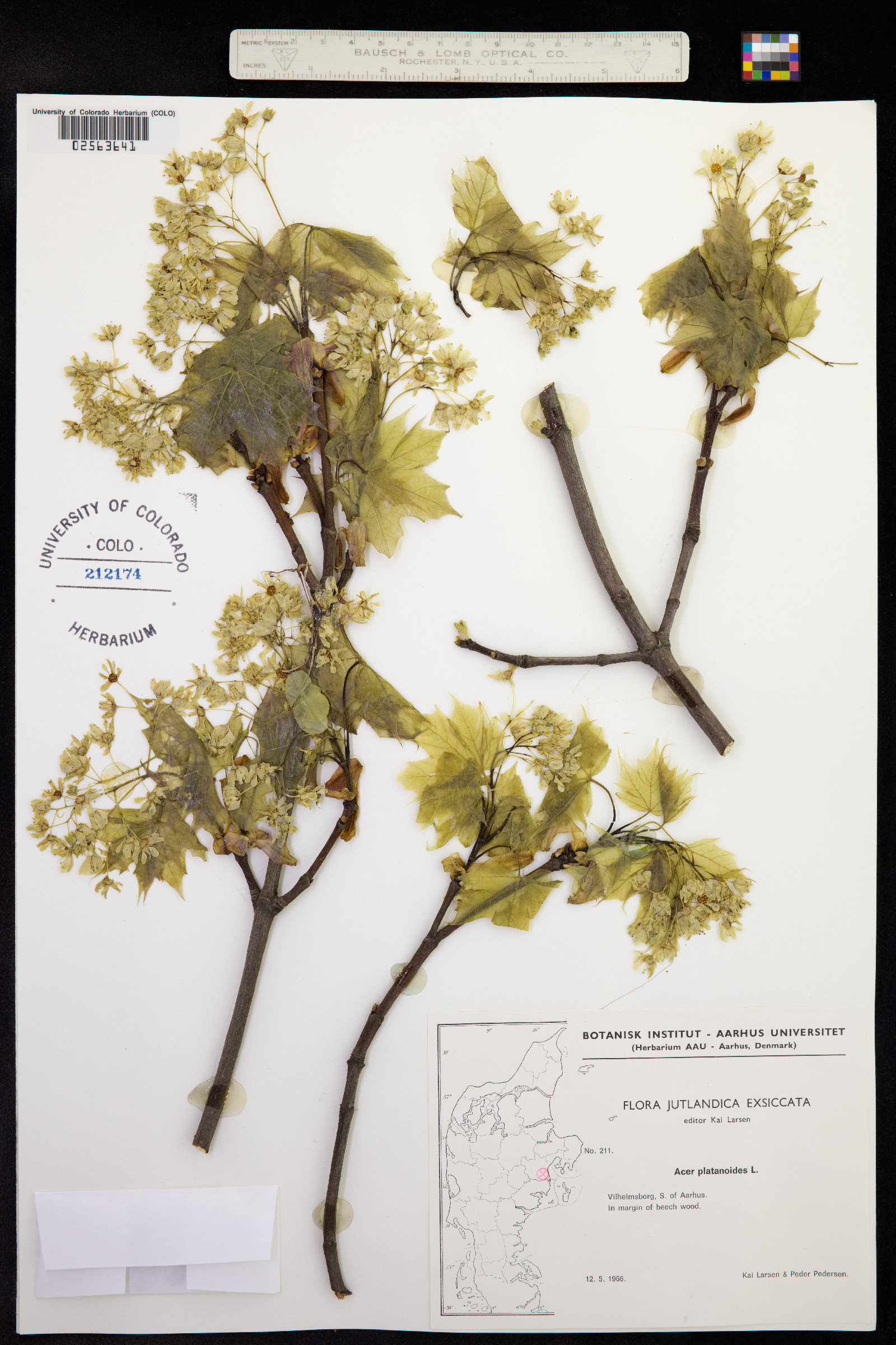Acer platanoides image