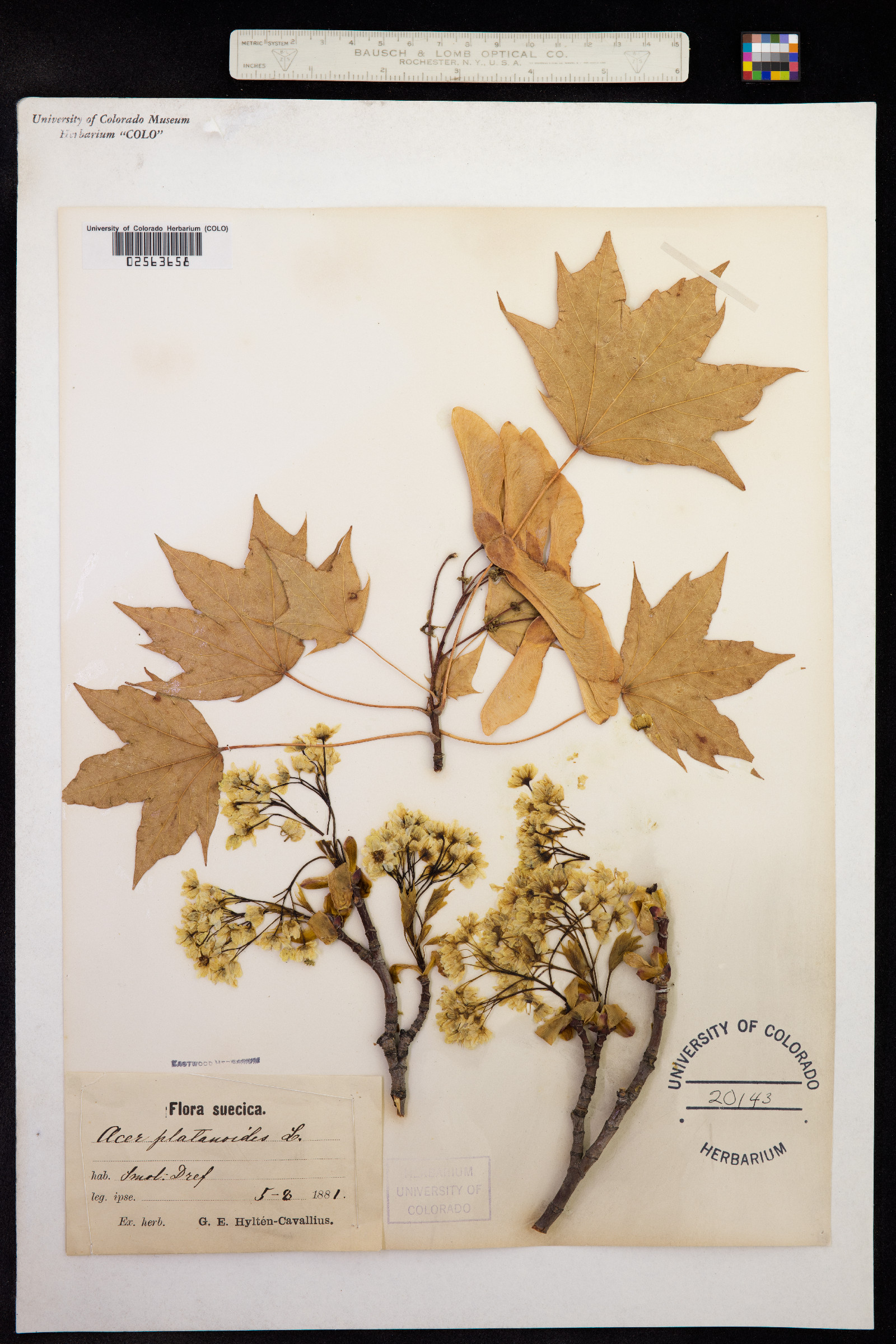 Acer platanoides image