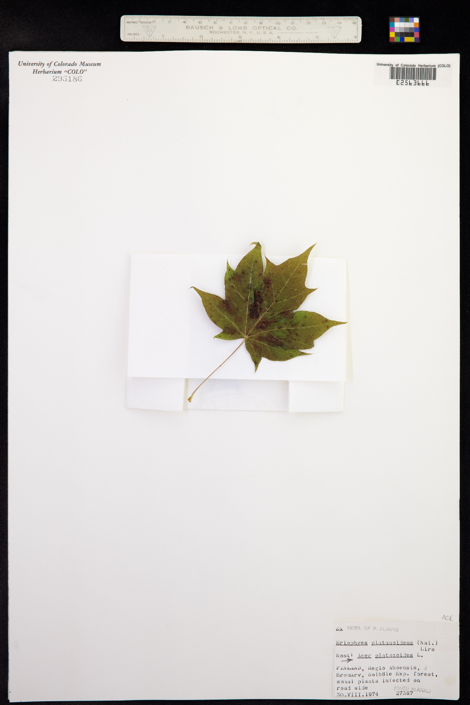 Acer platanoides image