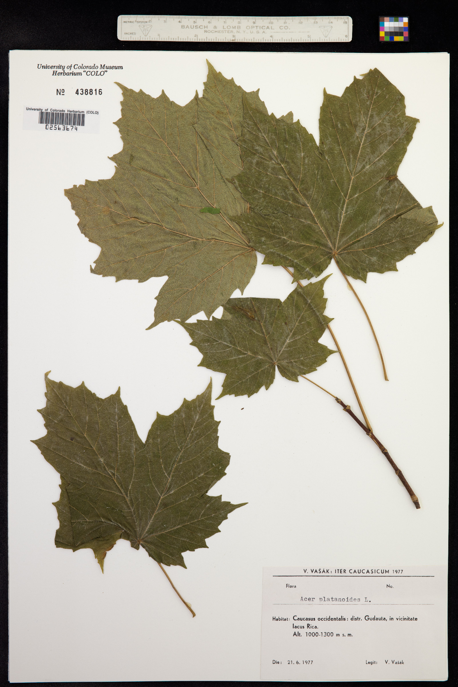 Acer platanoides image