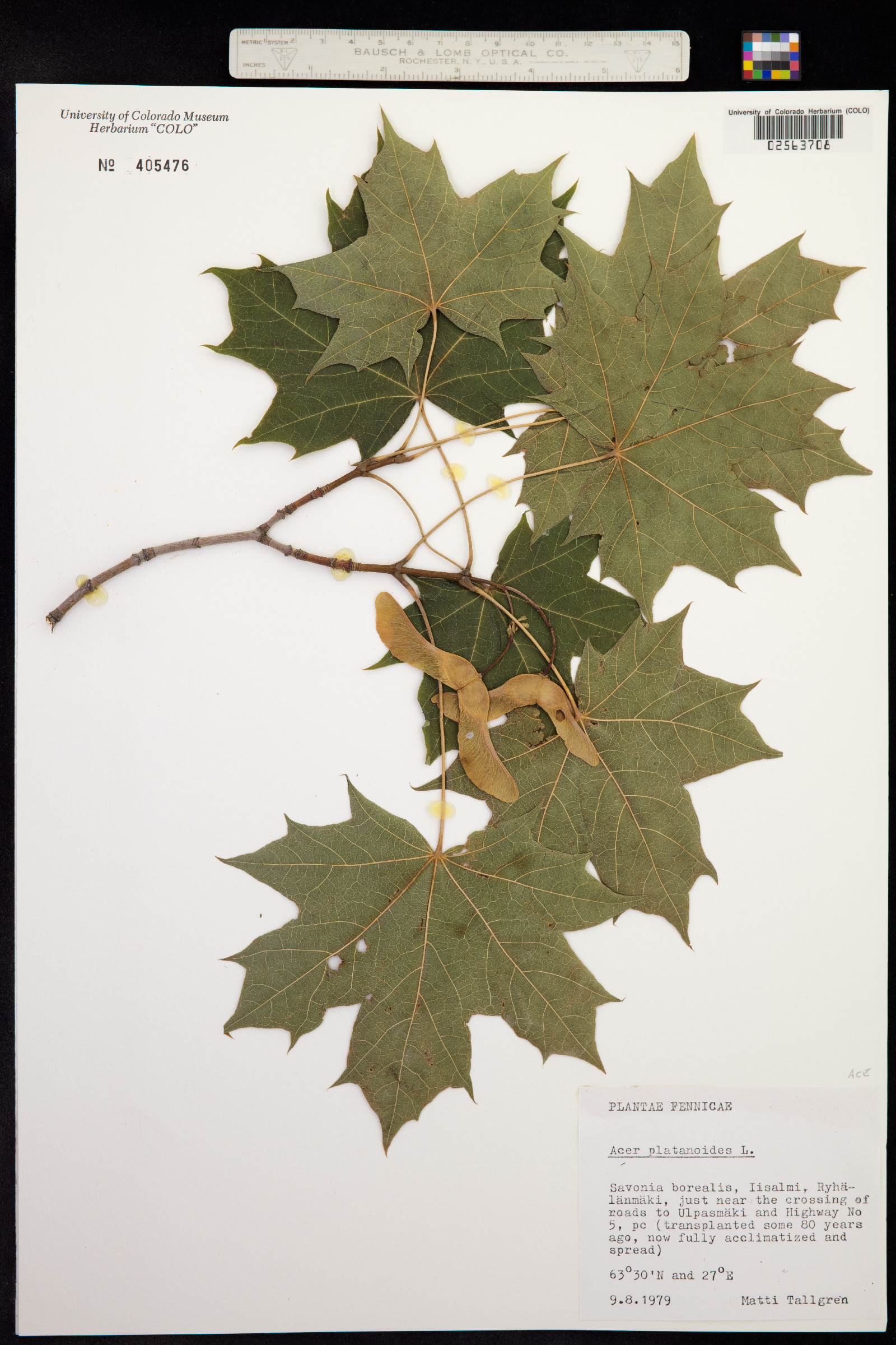 Acer platanoides image