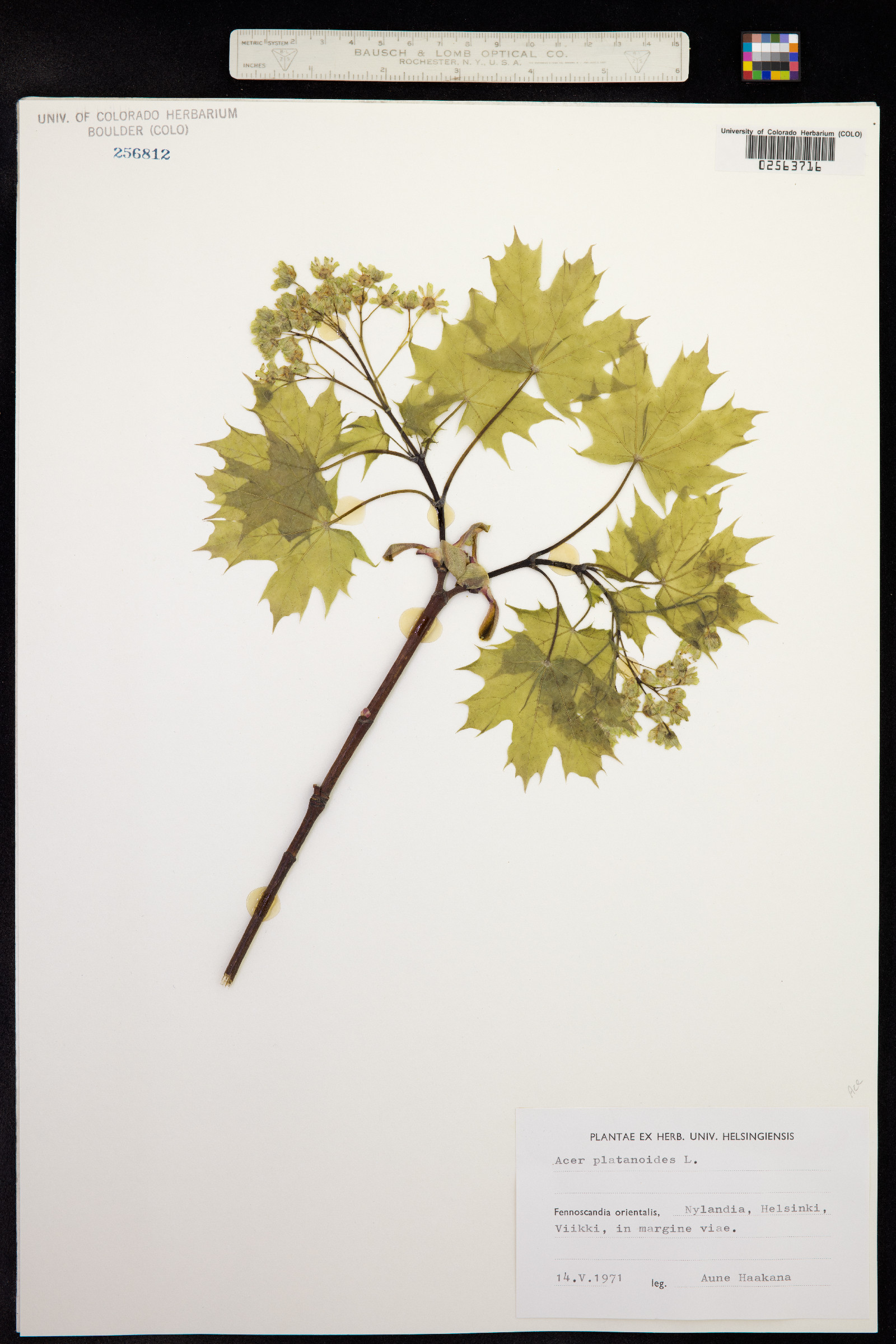 Acer platanoides image