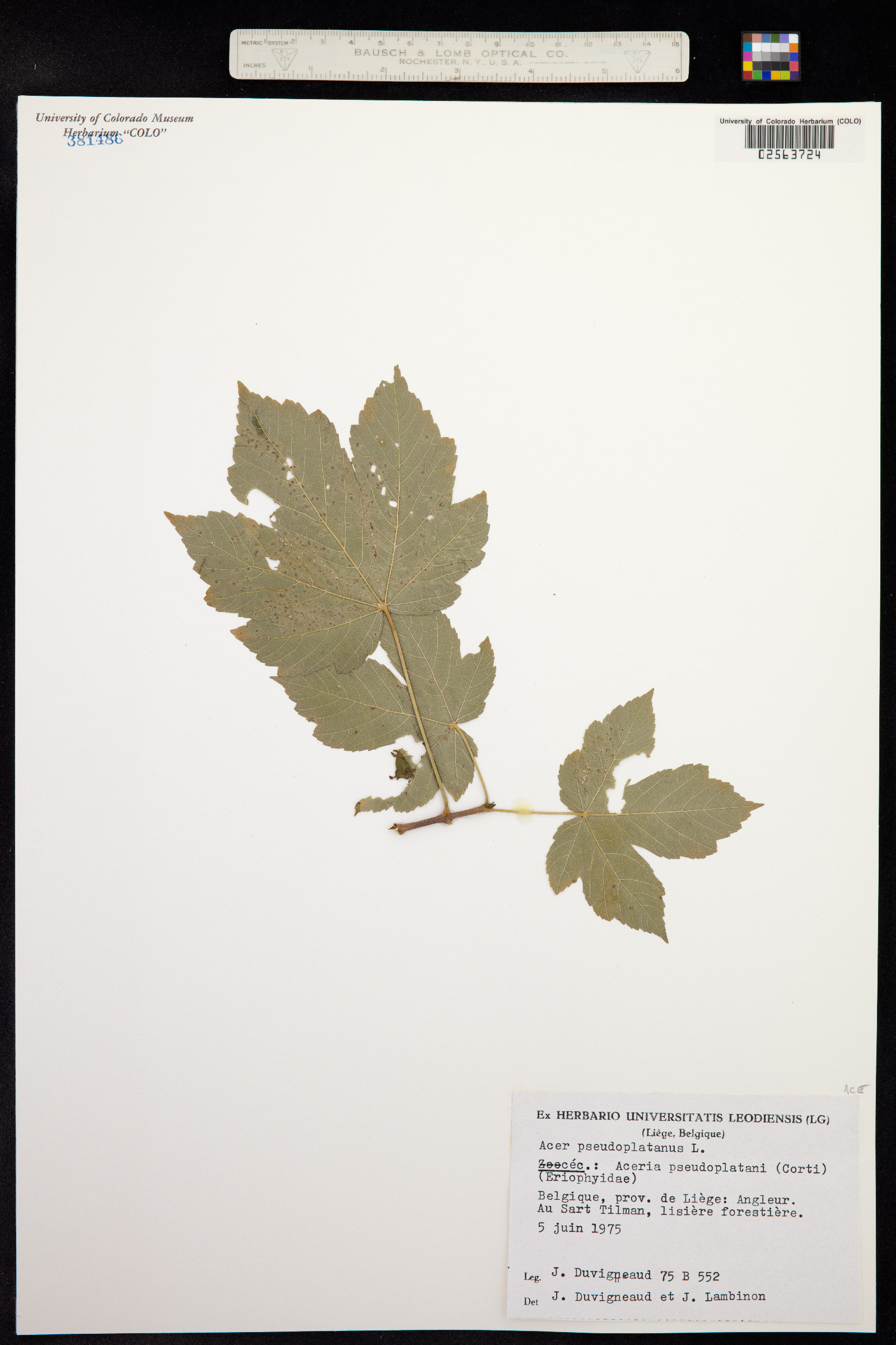 Acer pseudoplatanus image