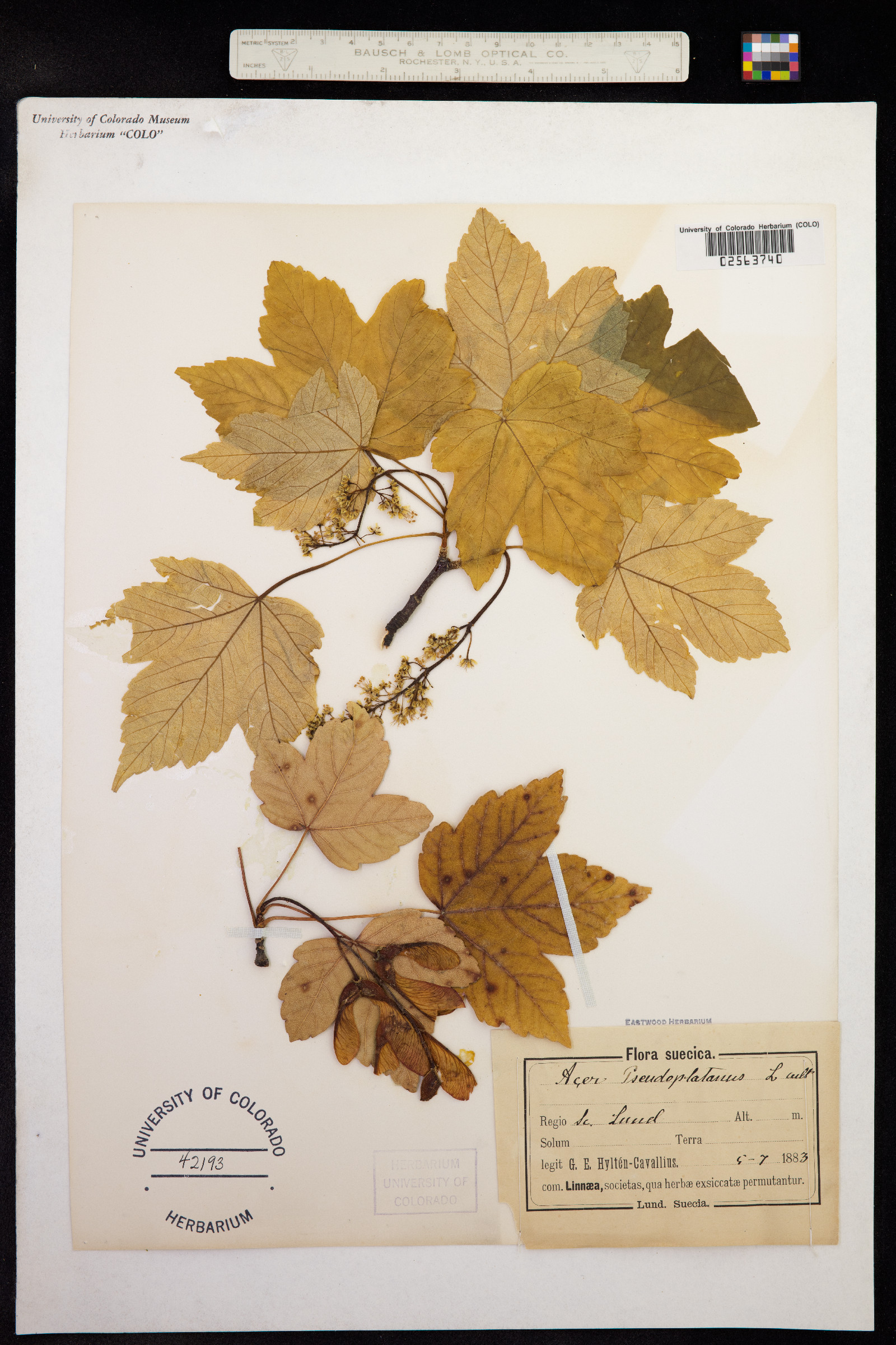 Acer pseudoplatanus image