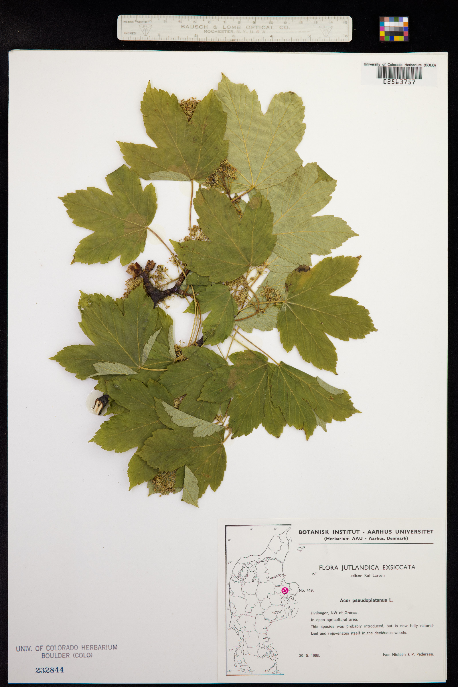 Acer pseudoplatanus image