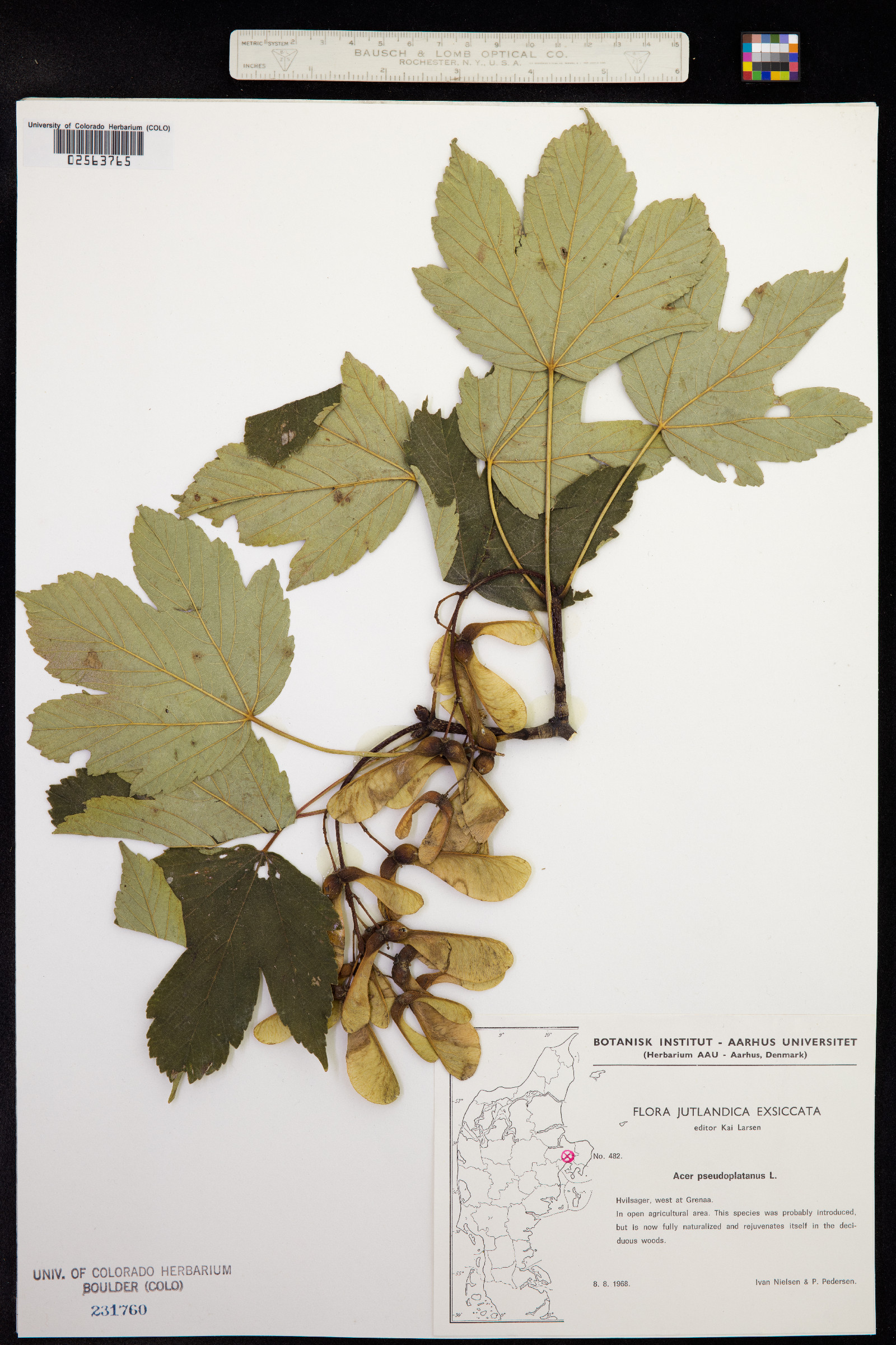 Acer pseudoplatanus image