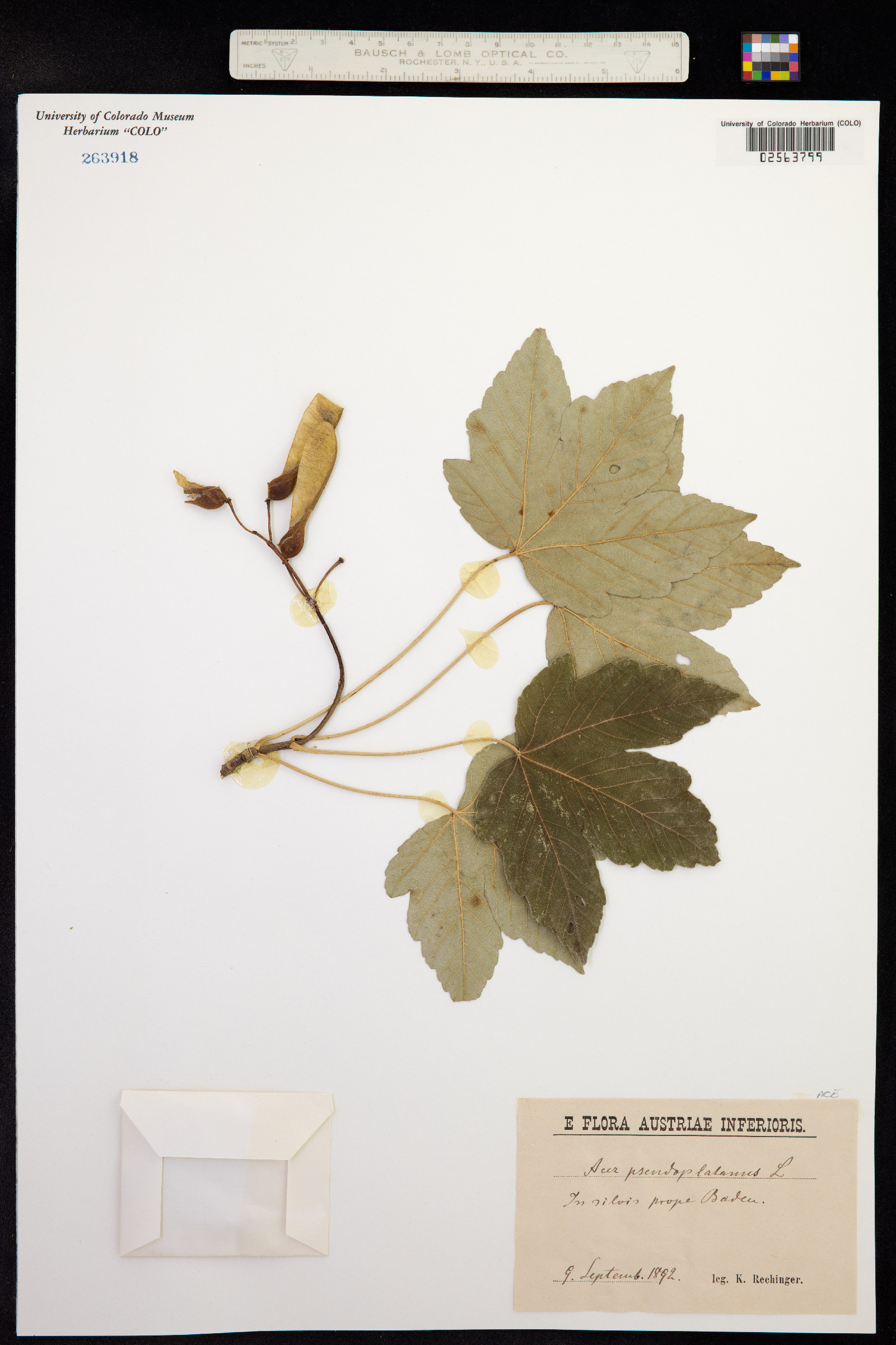 Acer pseudoplatanus image