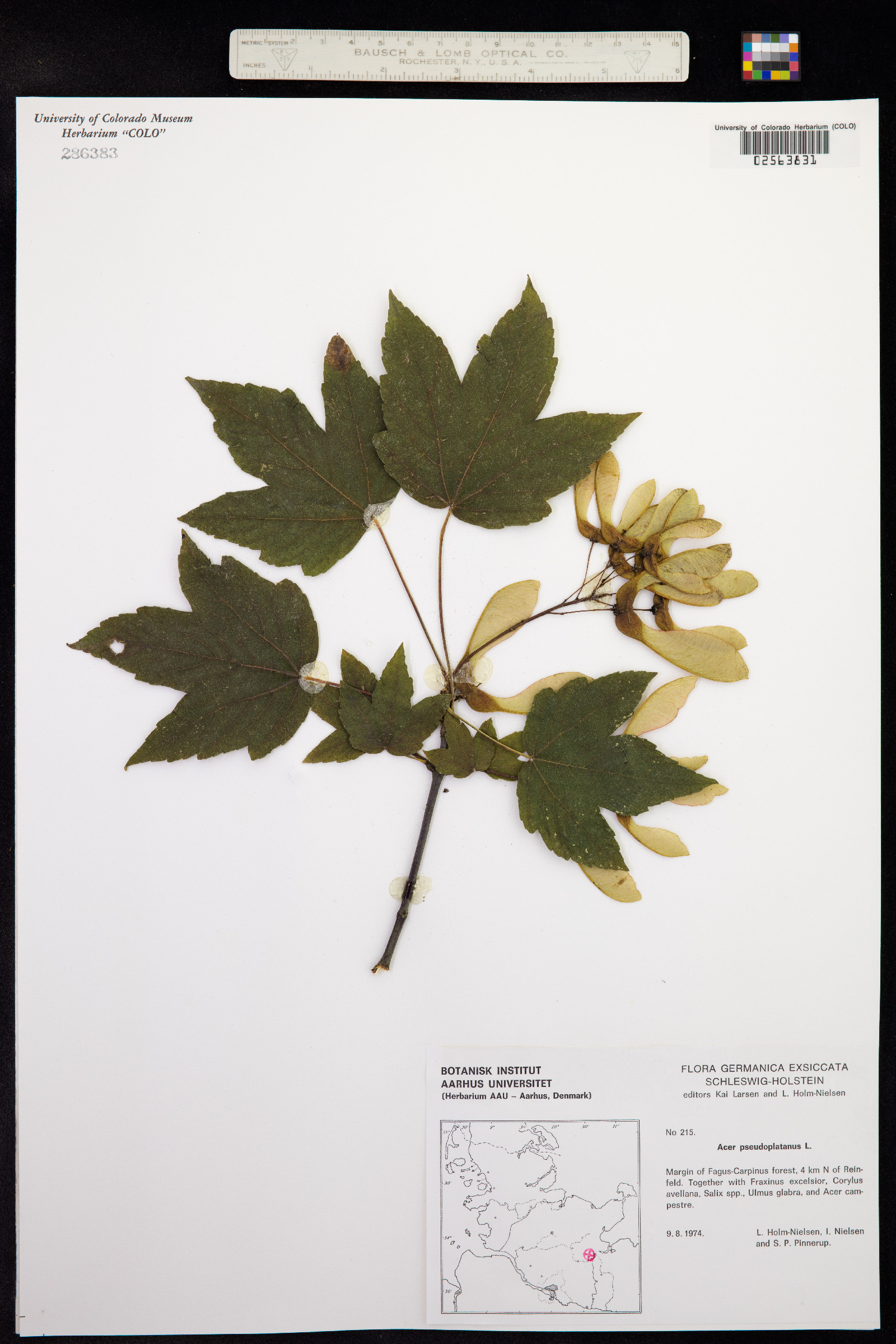 Aceraceae image
