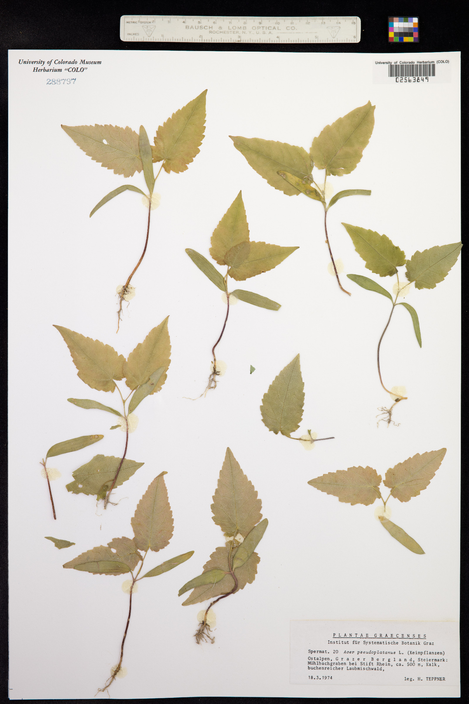 Acer pseudoplatanus image