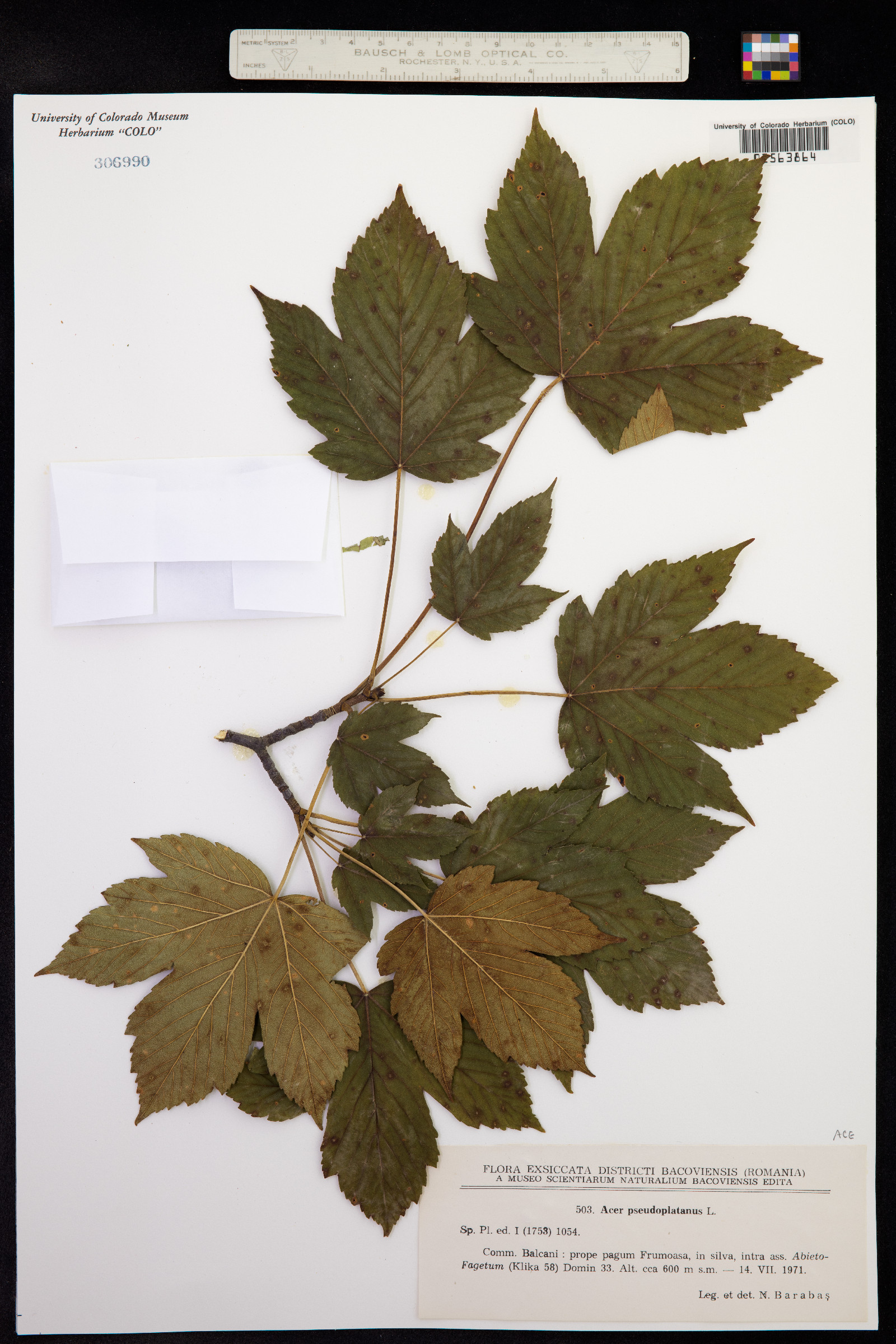 Acer pseudoplatanus image