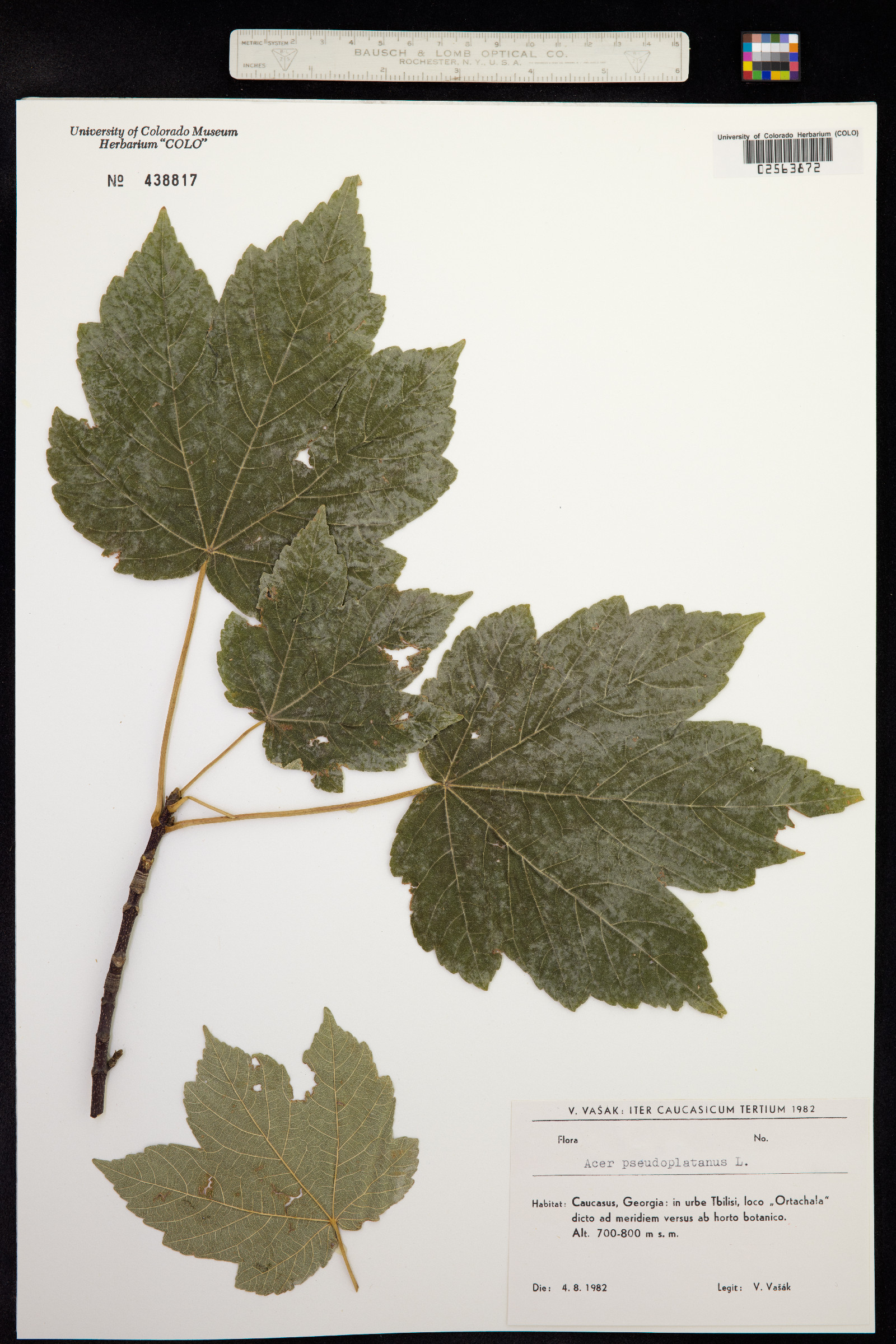 Acer pseudoplatanus image