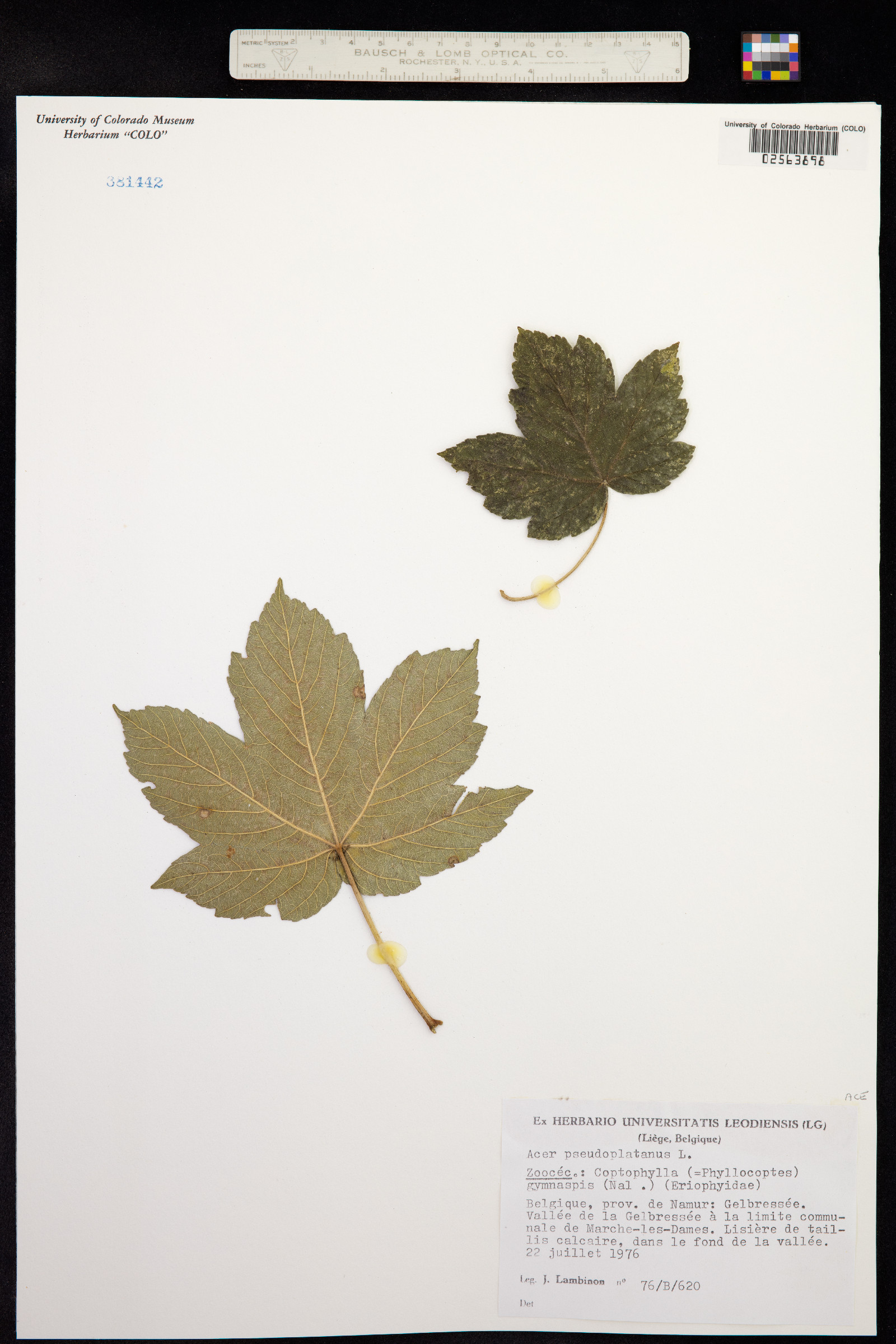 Acer pseudoplatanus image