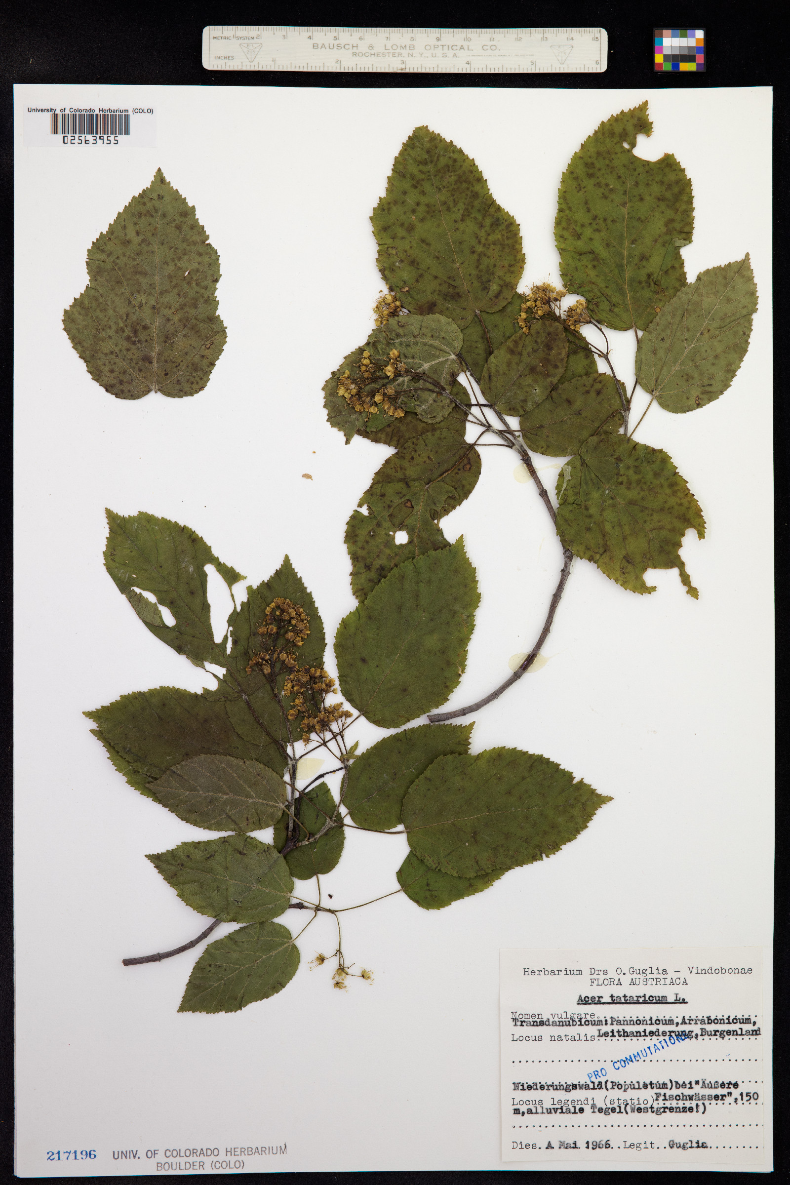 Acer tataricum image