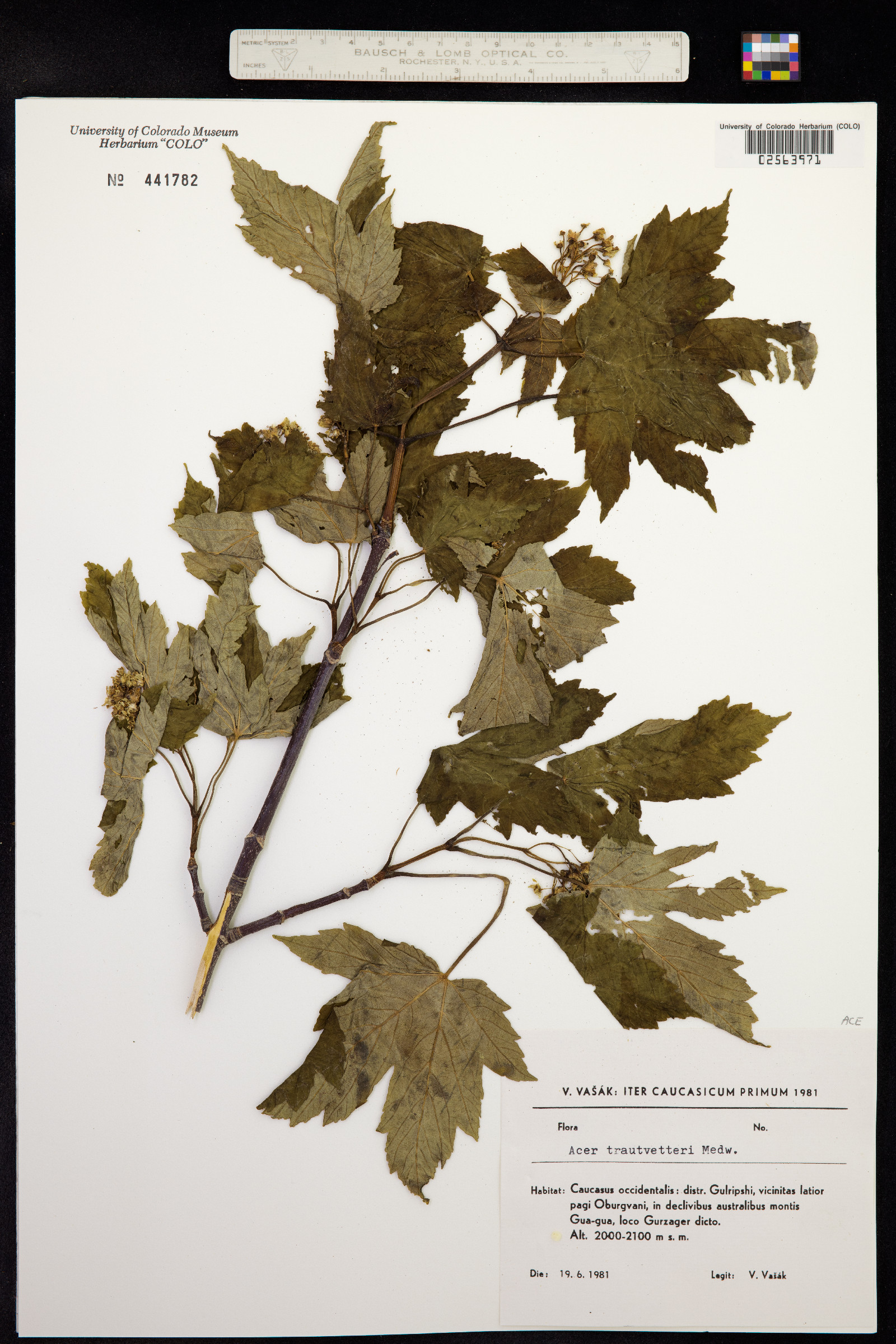 Acer heldreichii image