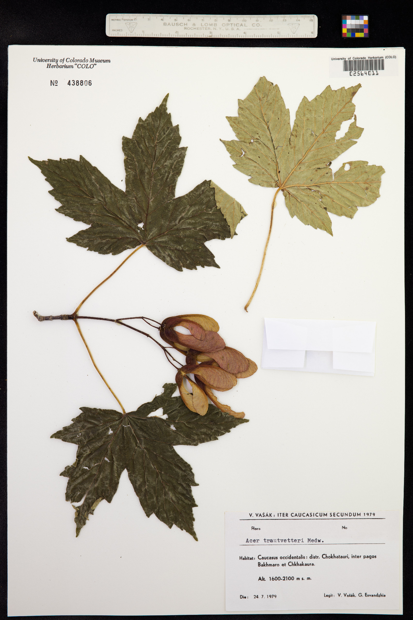 Acer heldreichii image