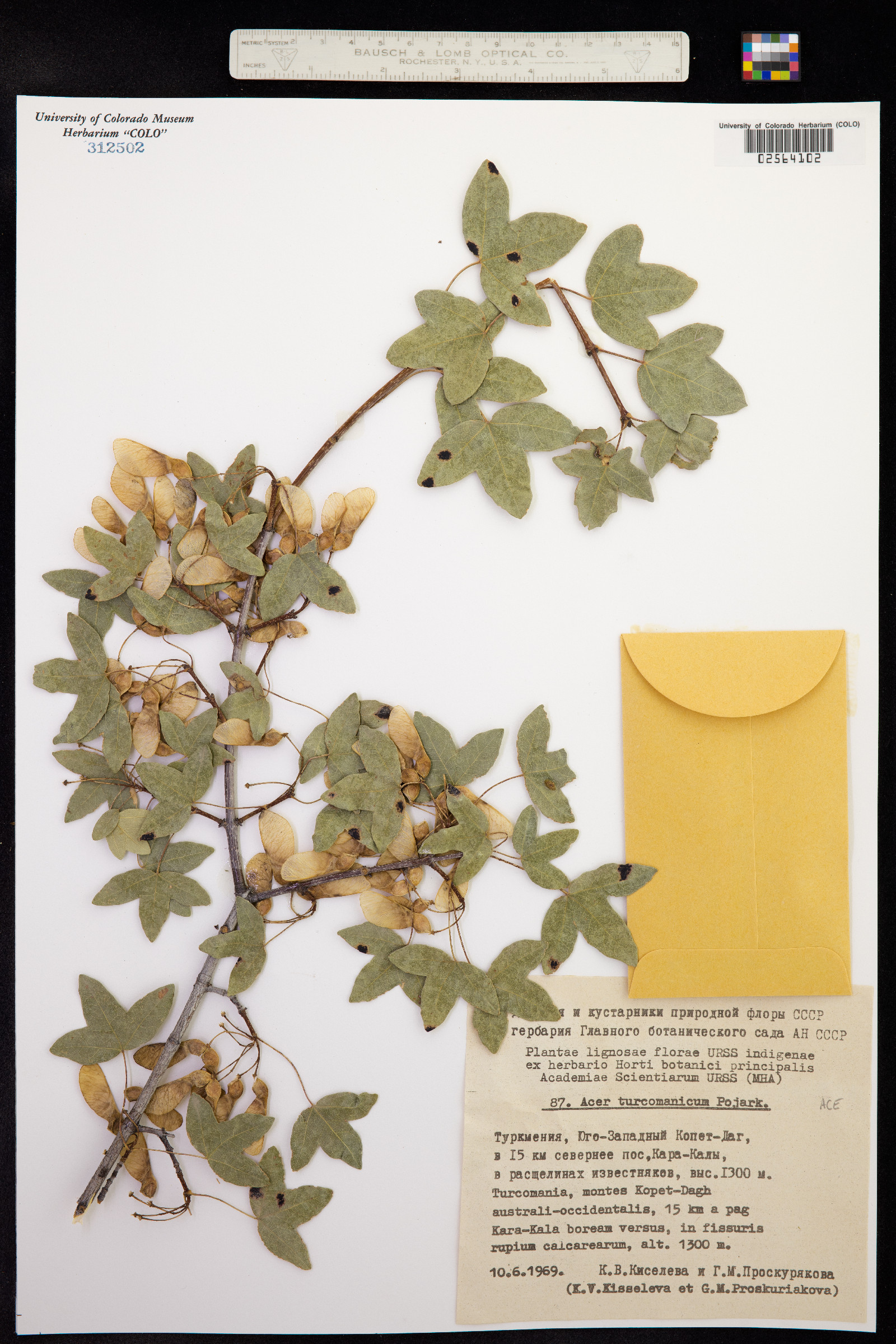 Acer turcomanicum image