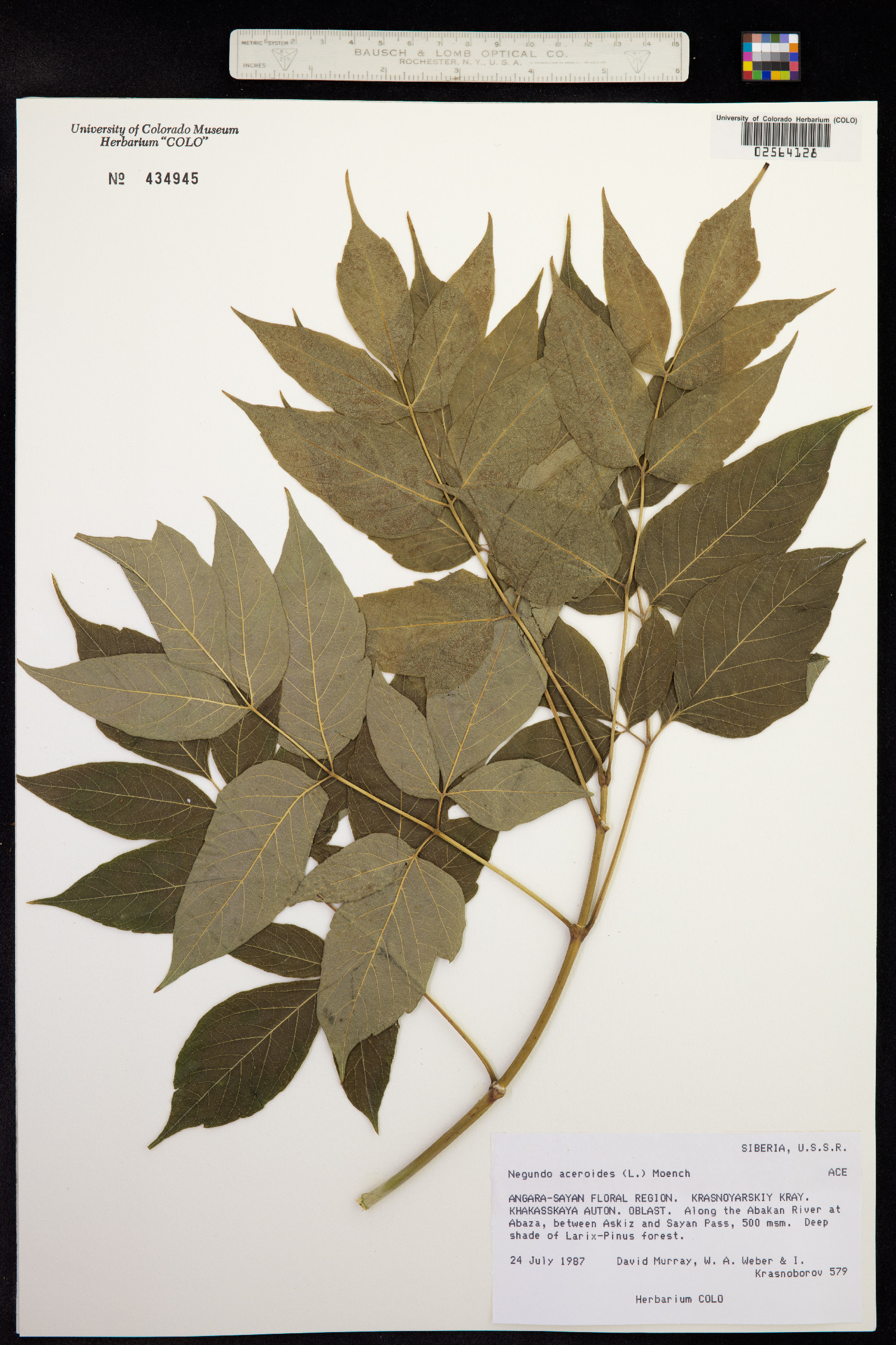 Acer negundo var. negundo image