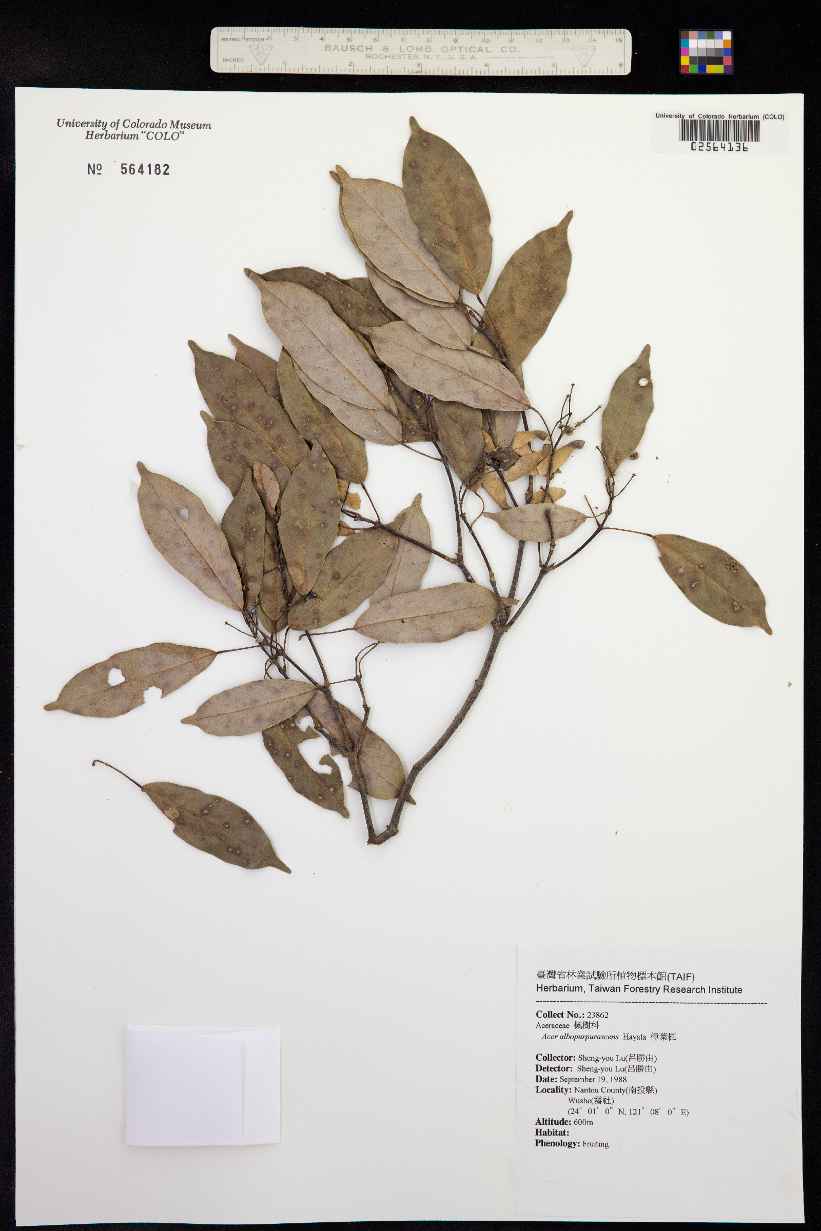 Acer oblongum subsp. oblongum image