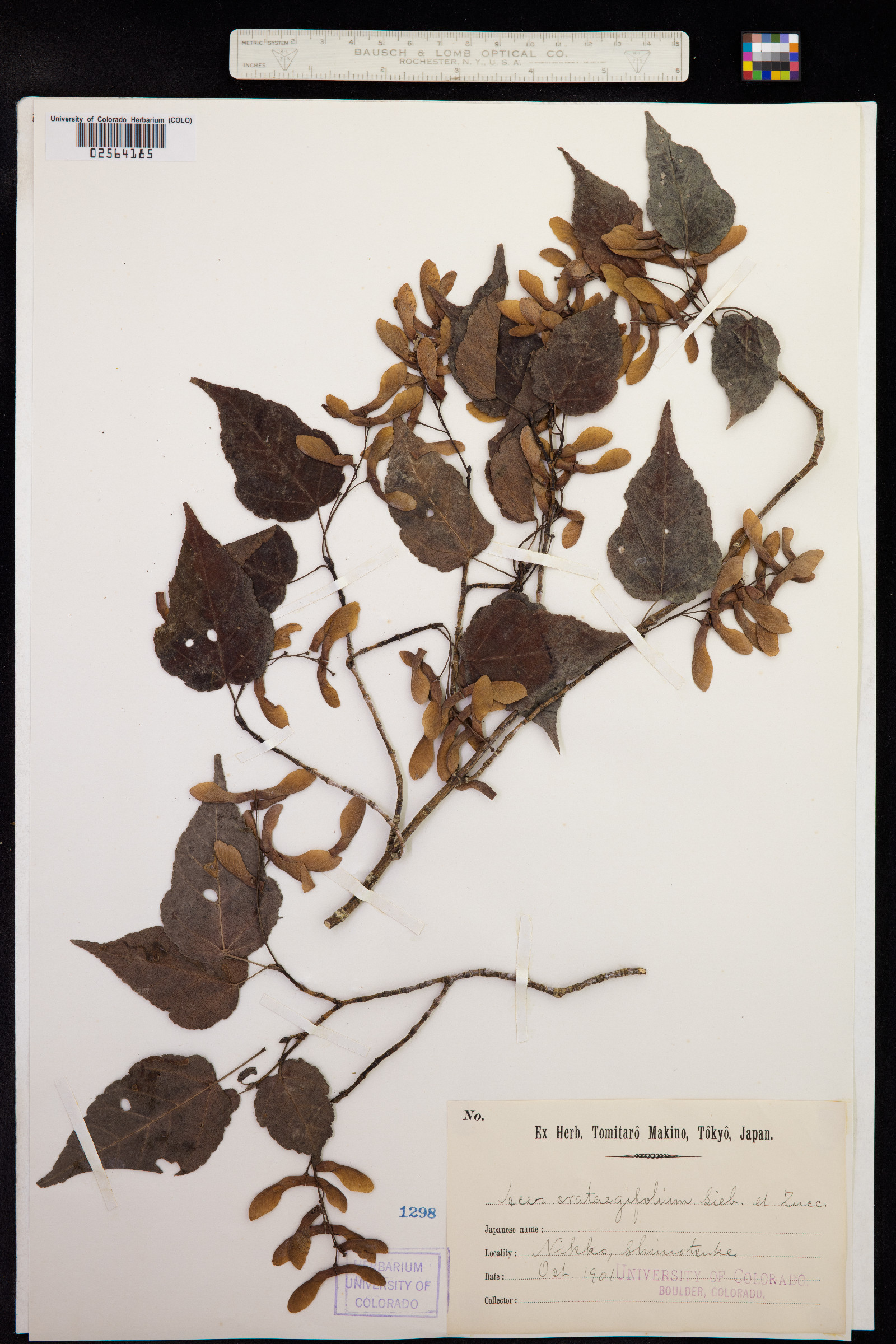 Acer crataegifolium image