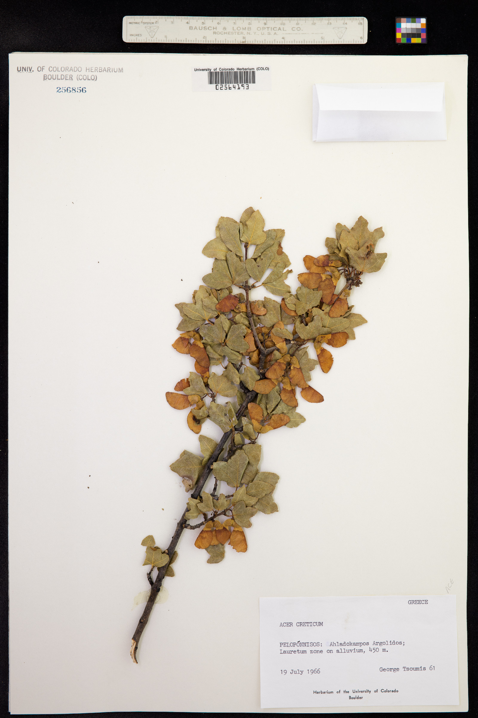 Acer obtusifolium image