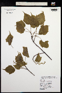 Image of Acer caudatifolium