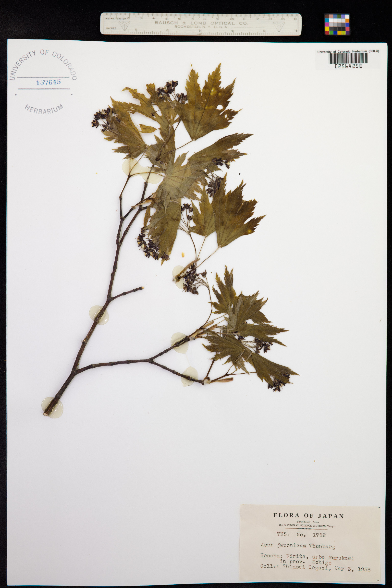 Acer japonicum image