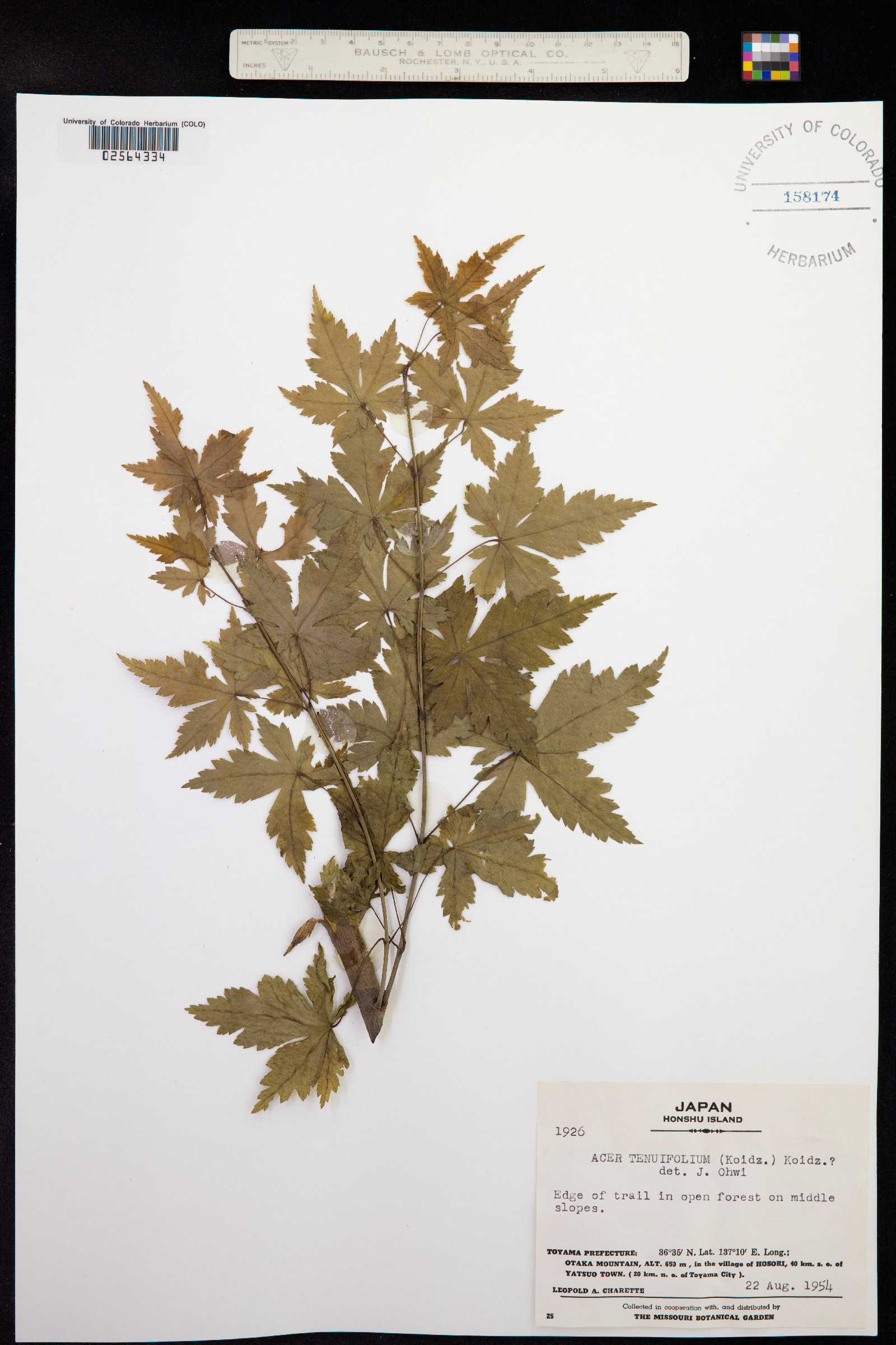 Acer shirasawanum var. tenuifolium image