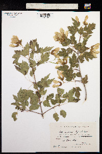 Acer semenovii image