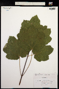 Image of Acer obtusatum