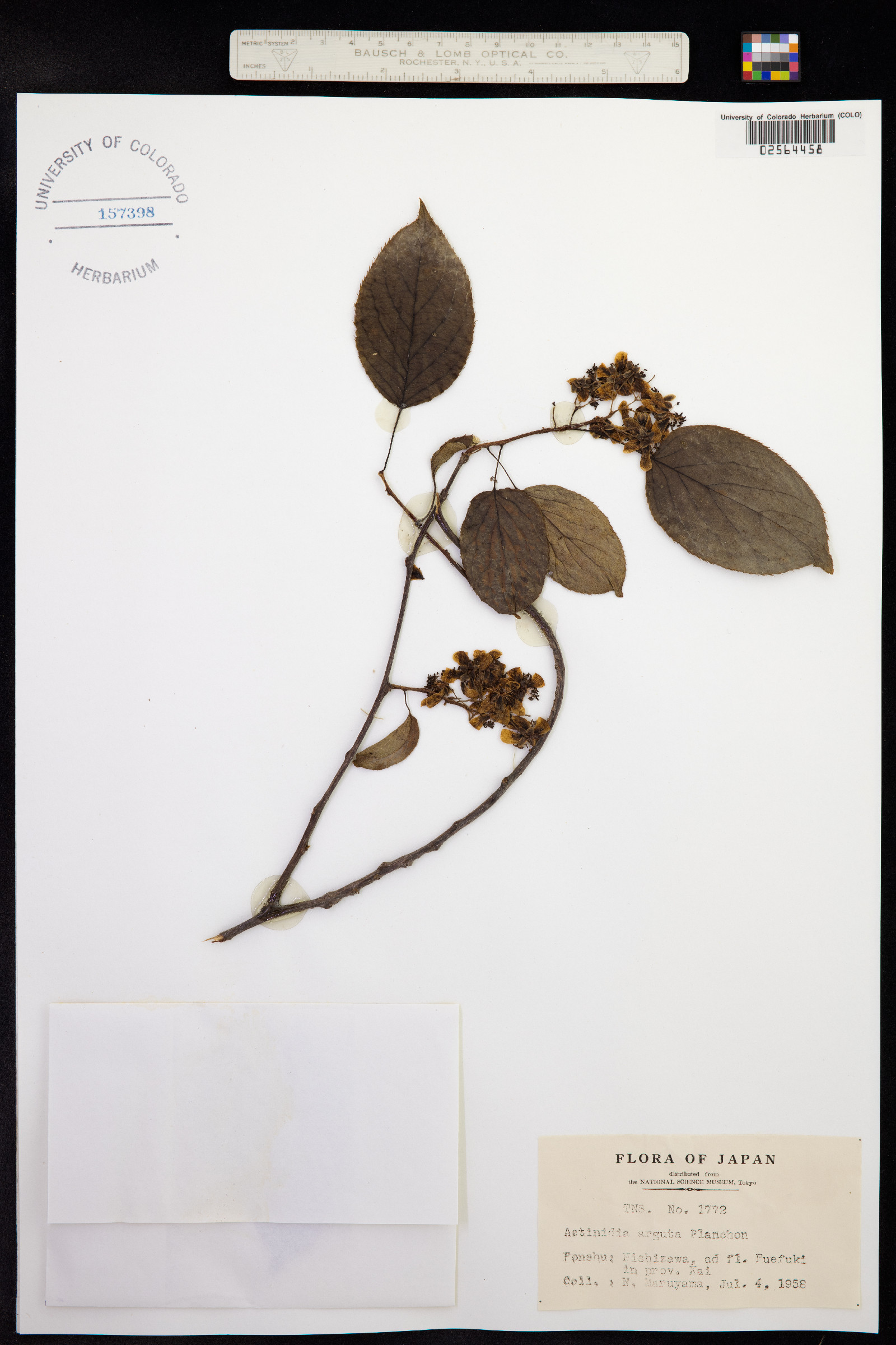 Actinidia arguta image