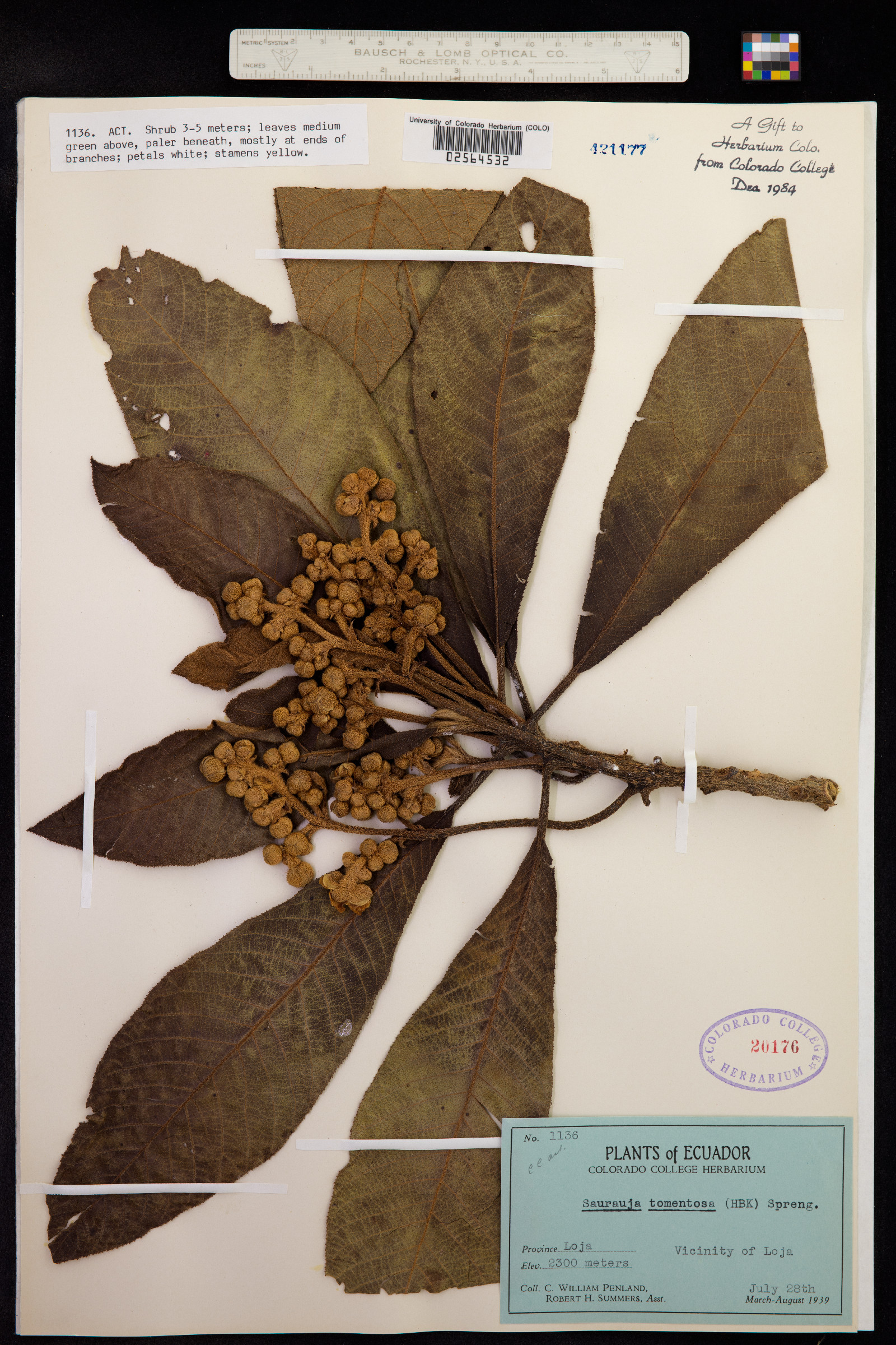 Saurauia tomentosa image