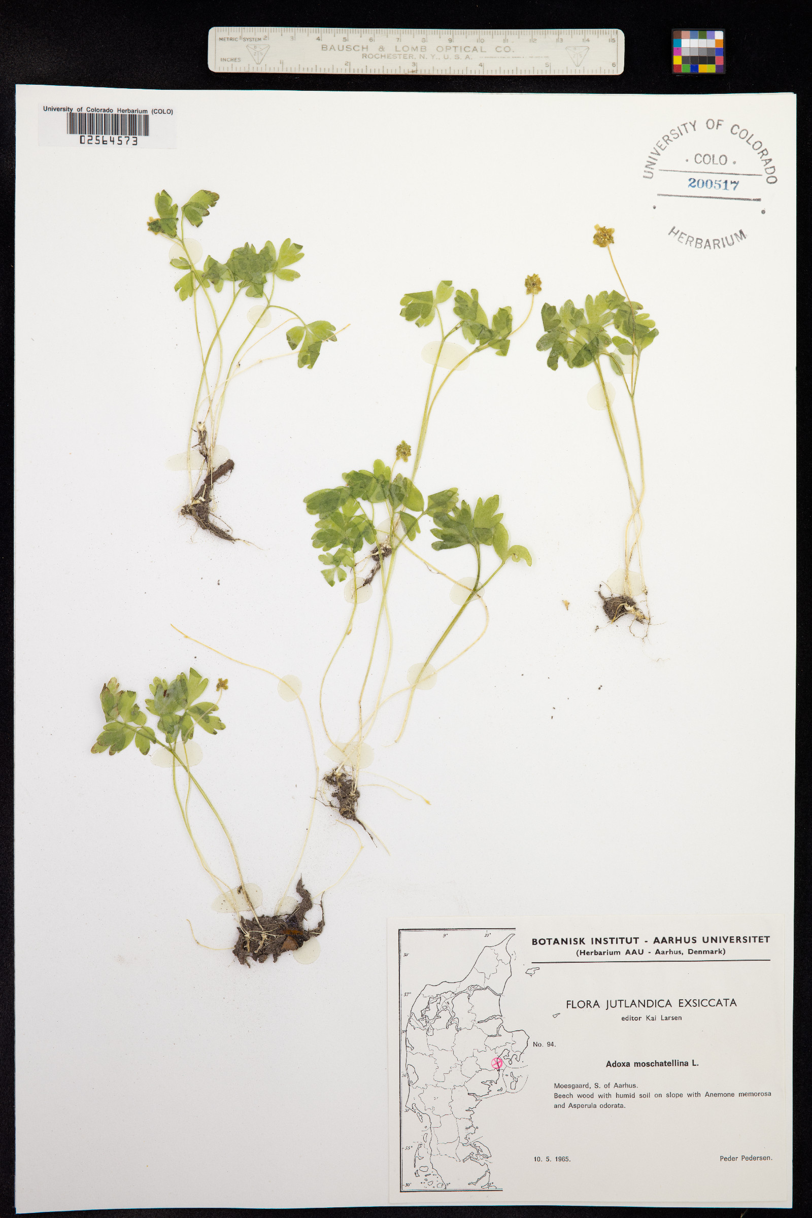 Adoxa moschatellina image