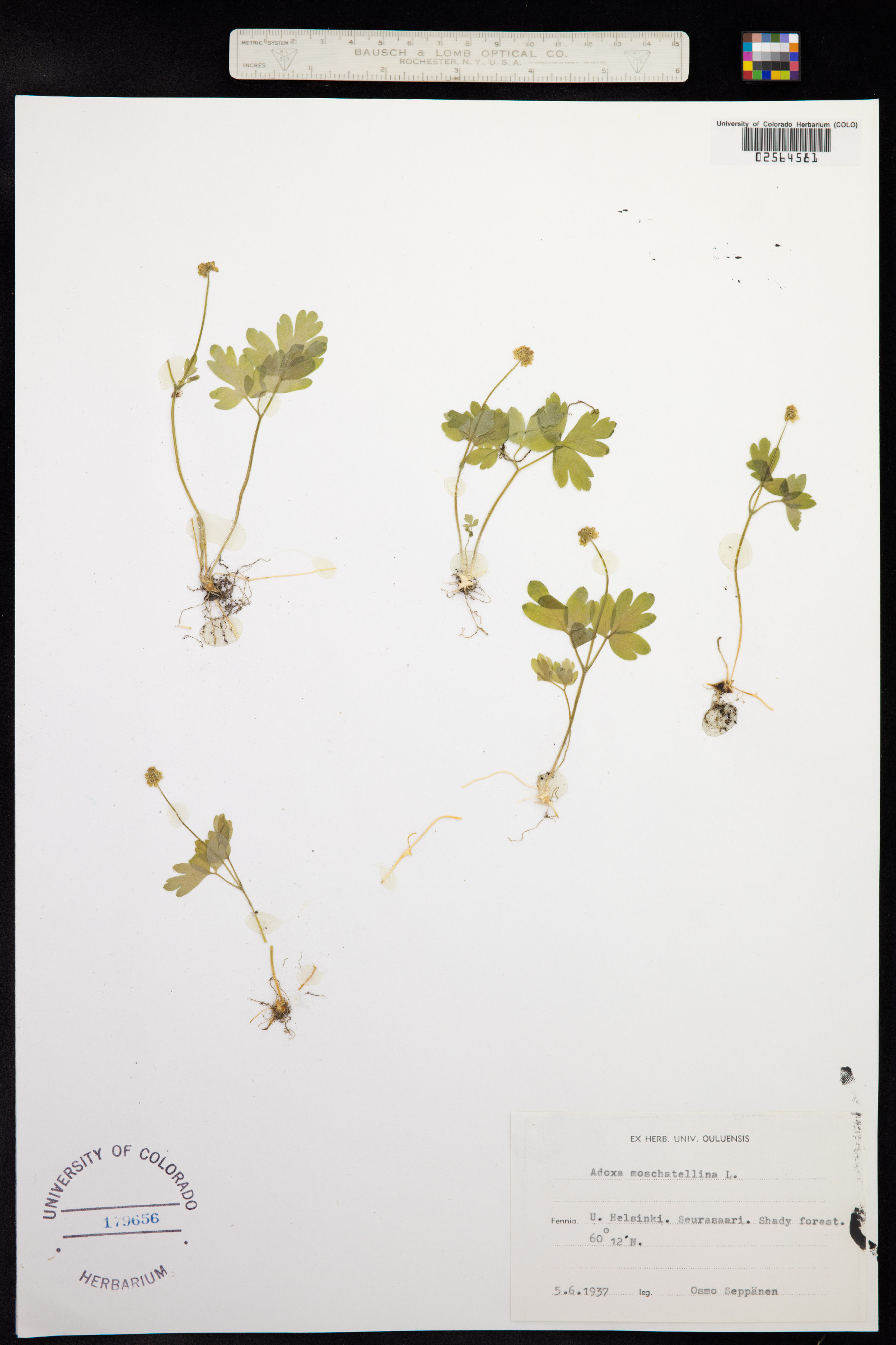 Adoxa moschatellina image