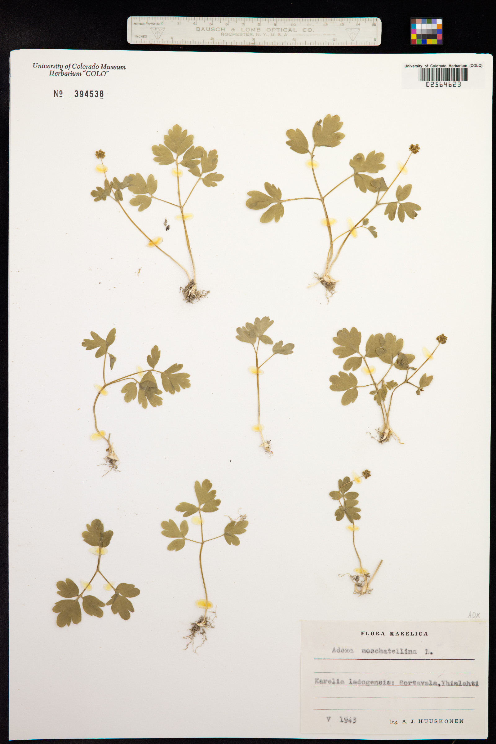 Adoxa image