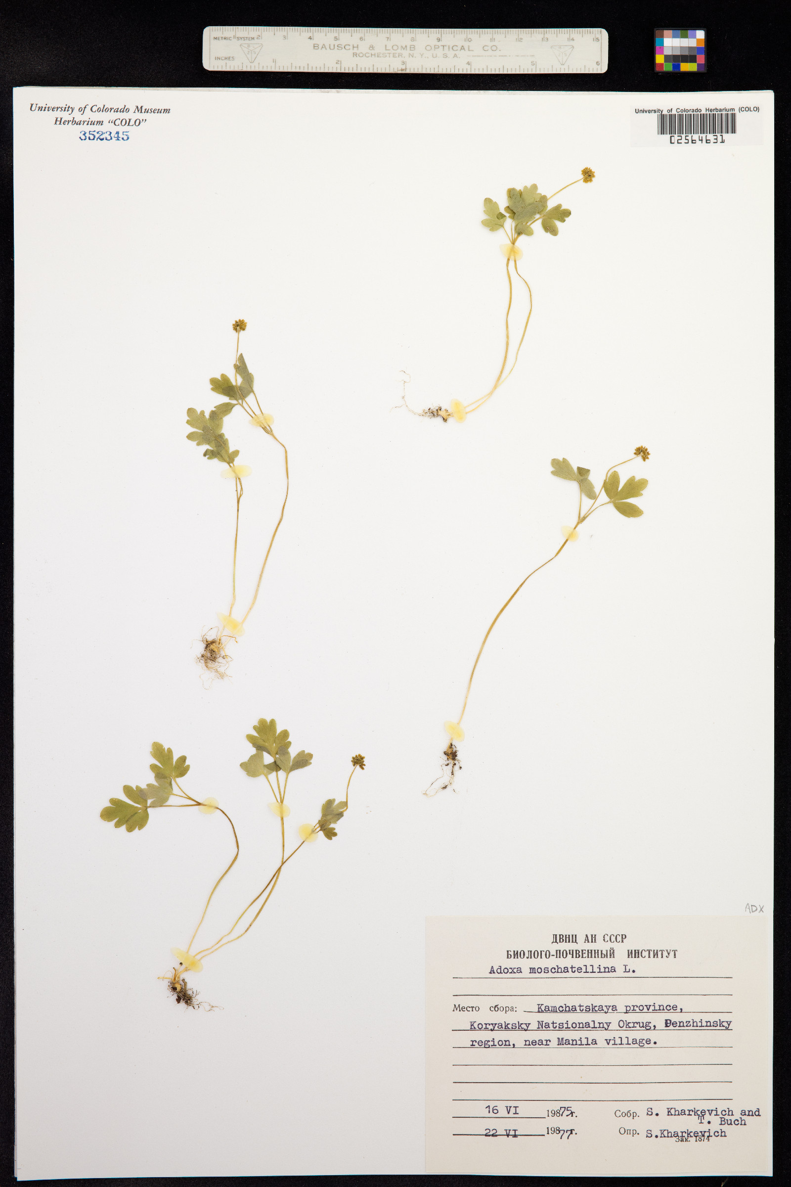 Adoxa moschatellina image