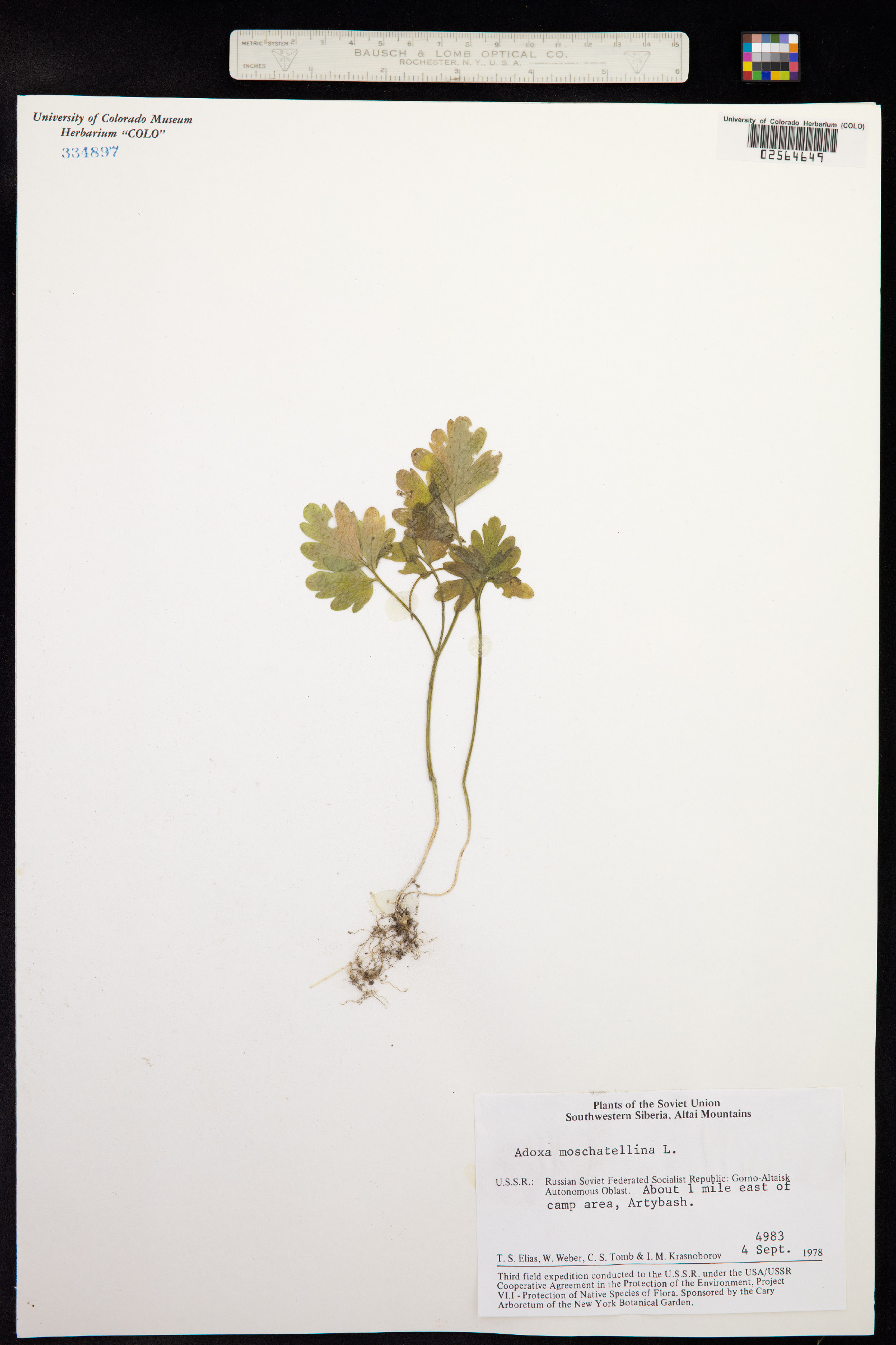 Adoxa moschatellina image