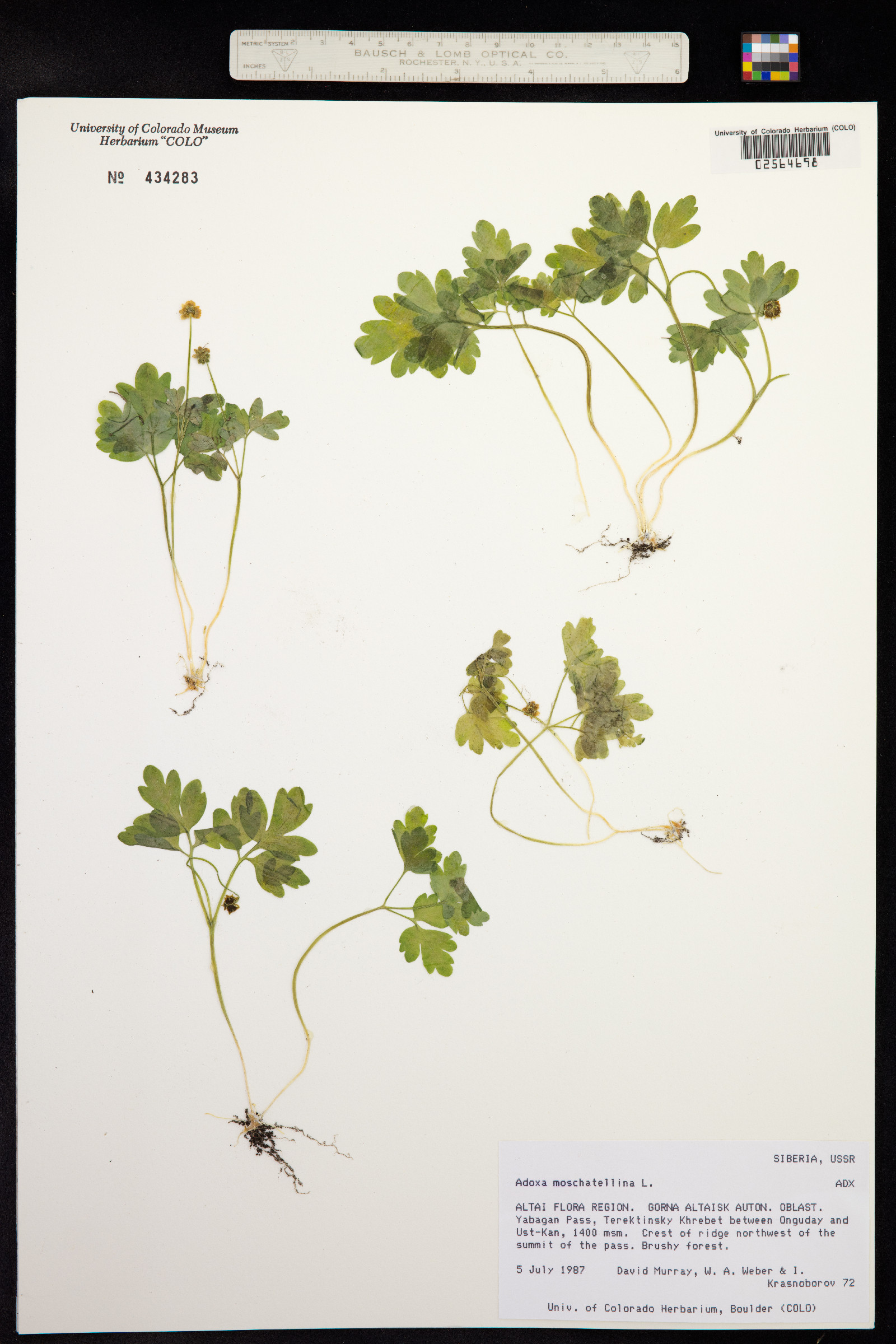 Adoxa moschatellina image