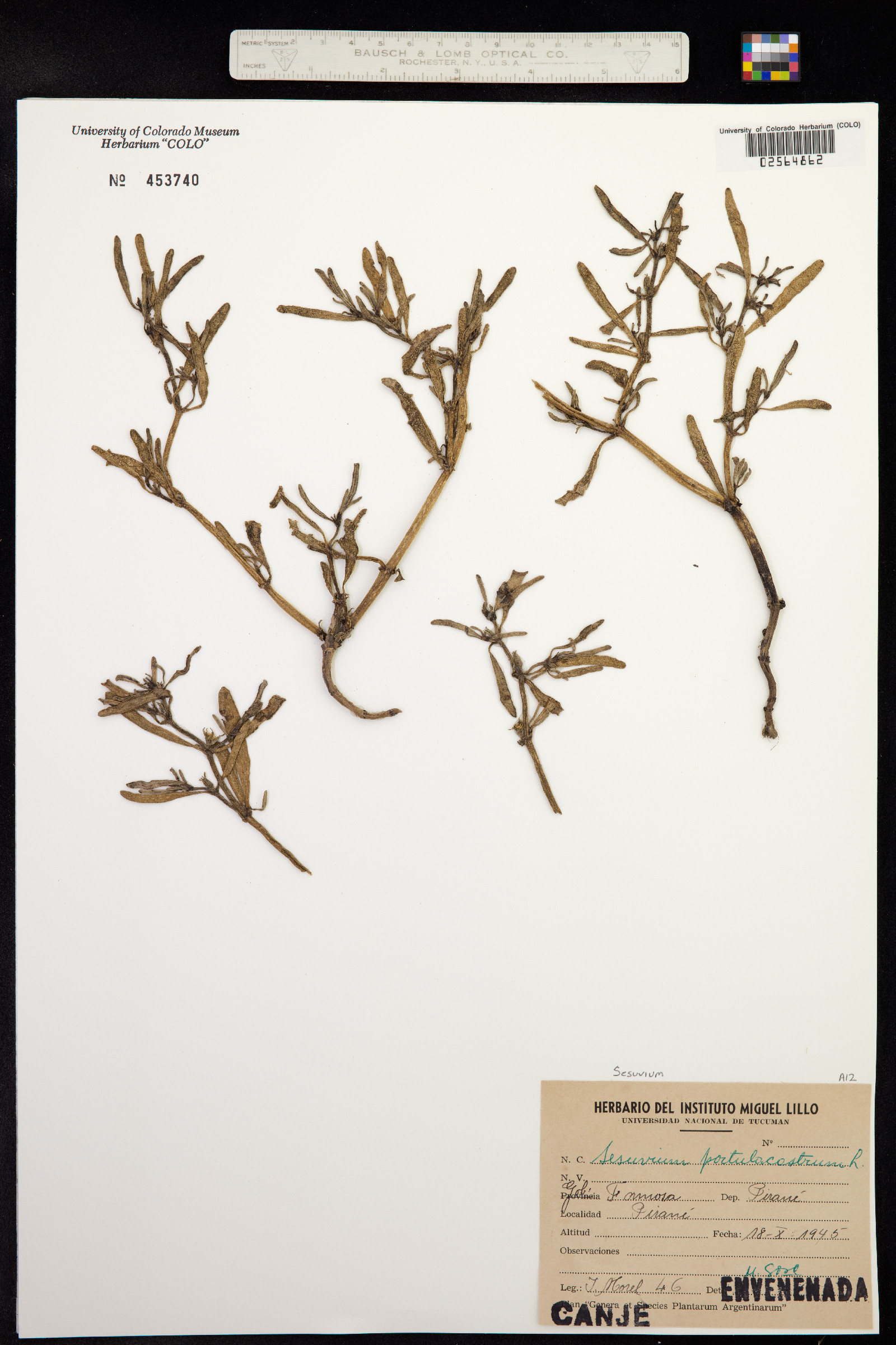 Sesuvium portulacastrum image