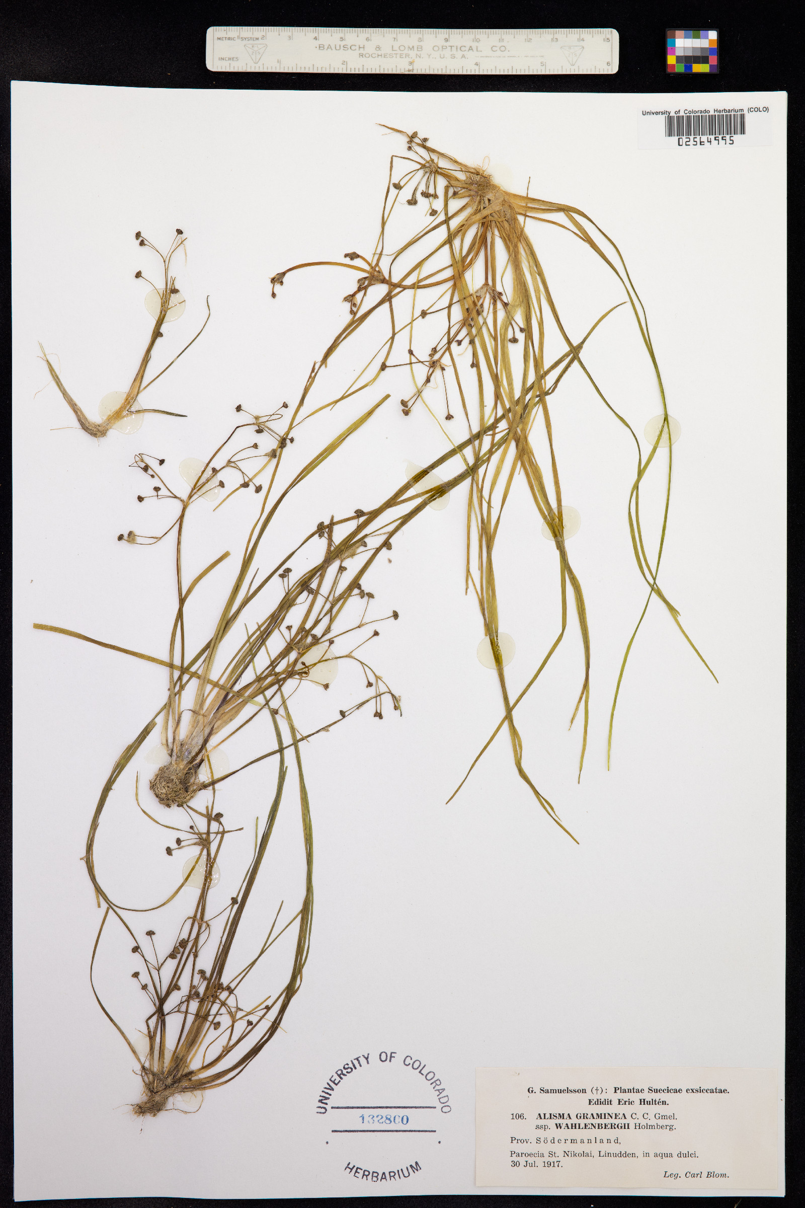 Alisma gramineum image