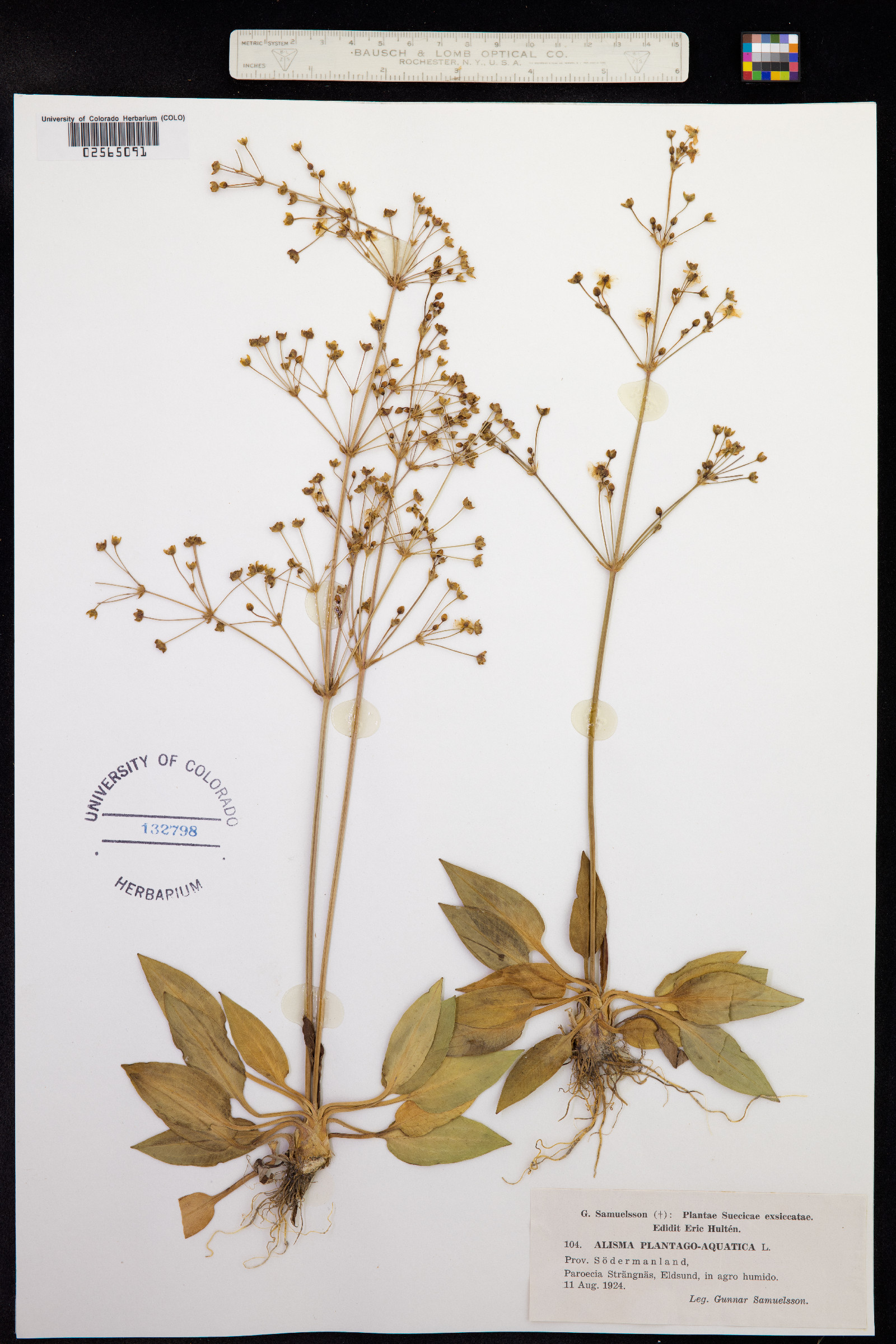 Alisma plantago-aquatica image