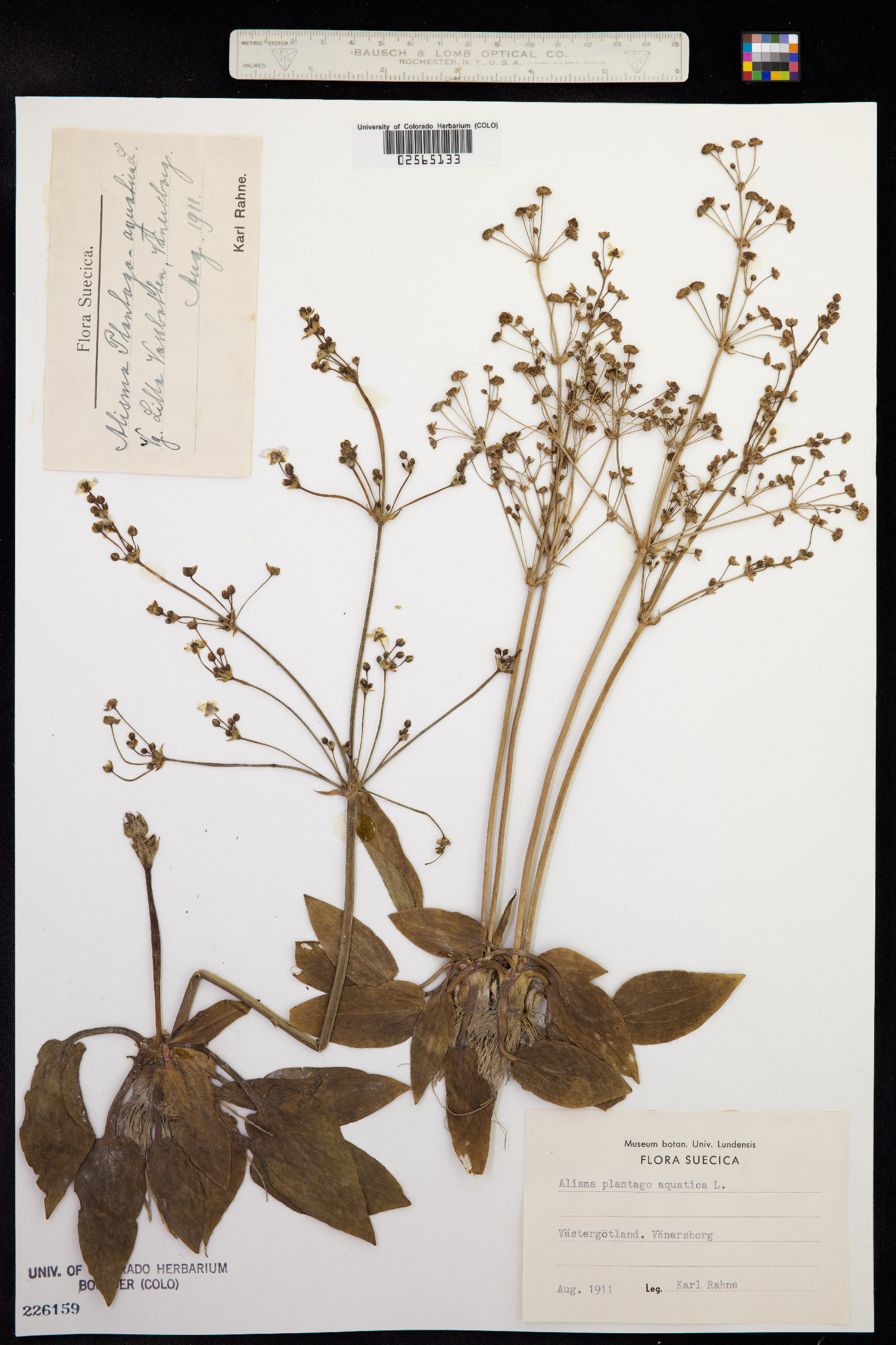 Alisma plantago-aquatica image