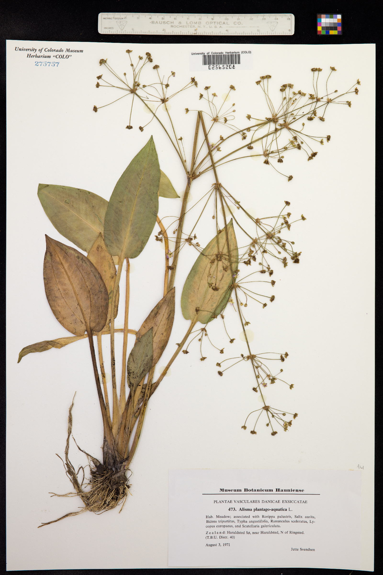 Alisma plantago-aquatica image