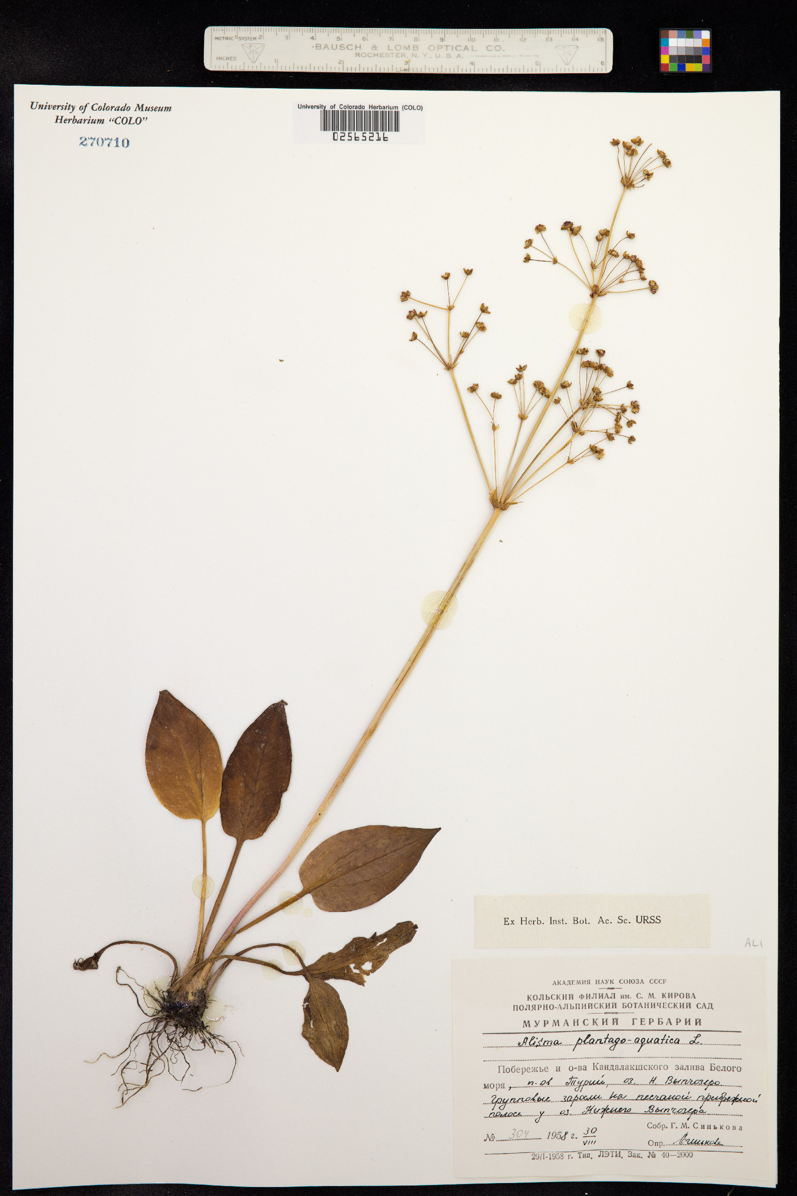 Alisma plantago-aquatica image